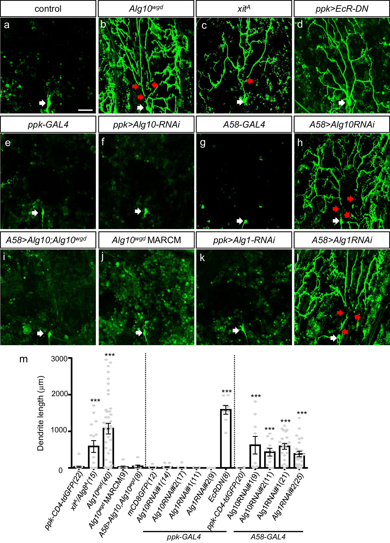 Fig. 1: N-glycosylation in epidermal cells regulates dendritic pruning.