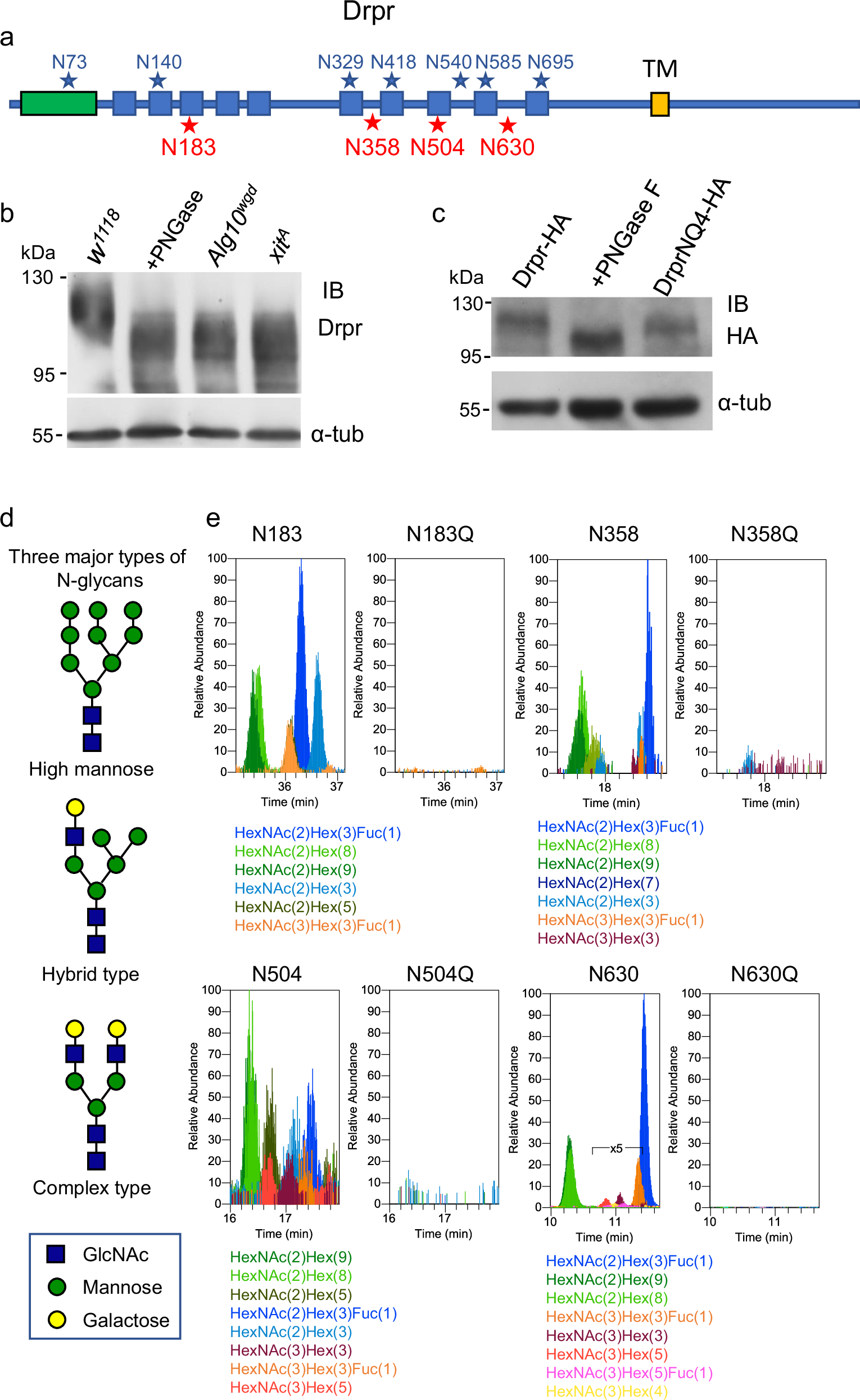 Fig. 2: Drpr is N-glycosylated.