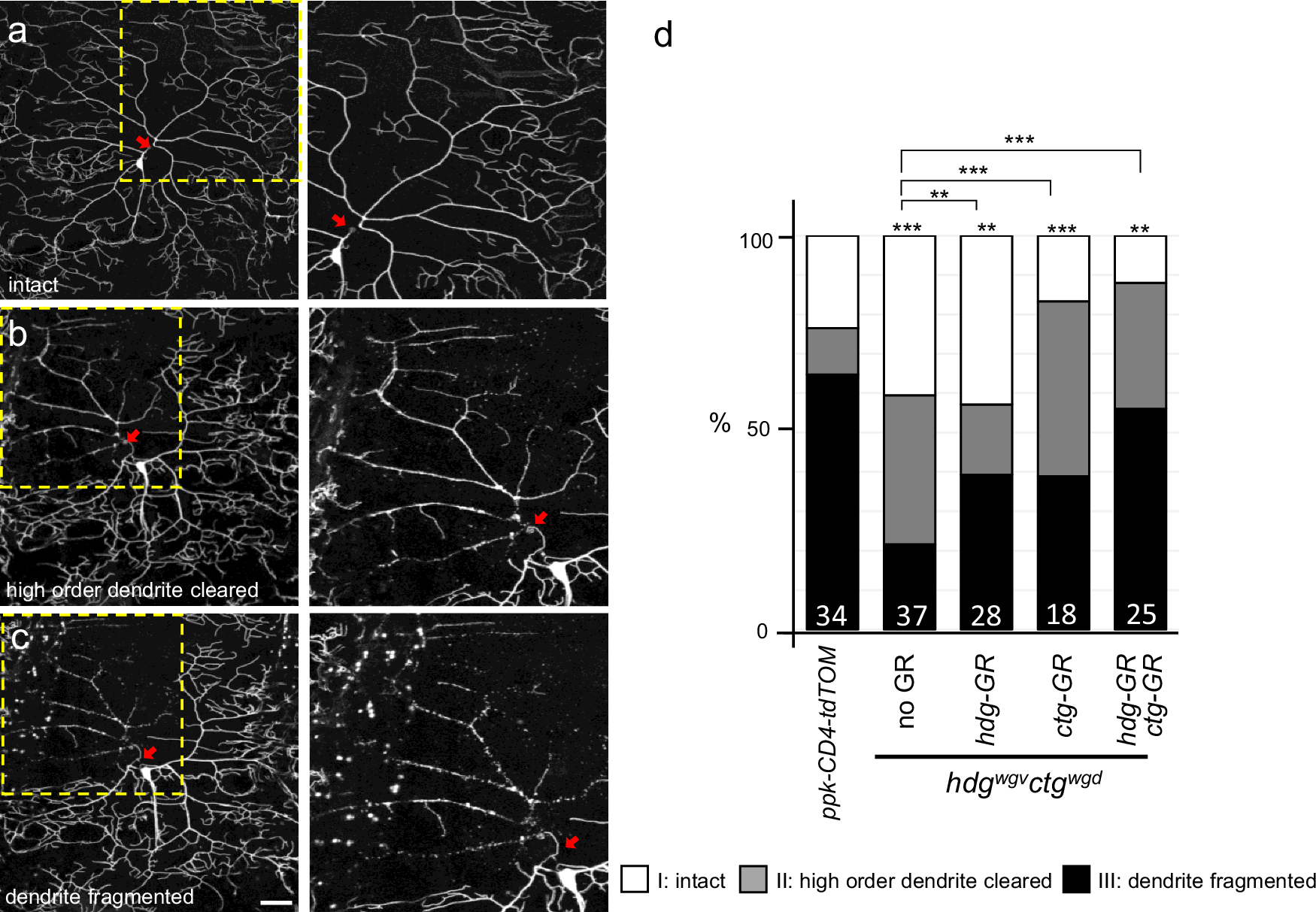 Fig. 6: ctg and hdg function in dendritic degeneration post dendrotomy.