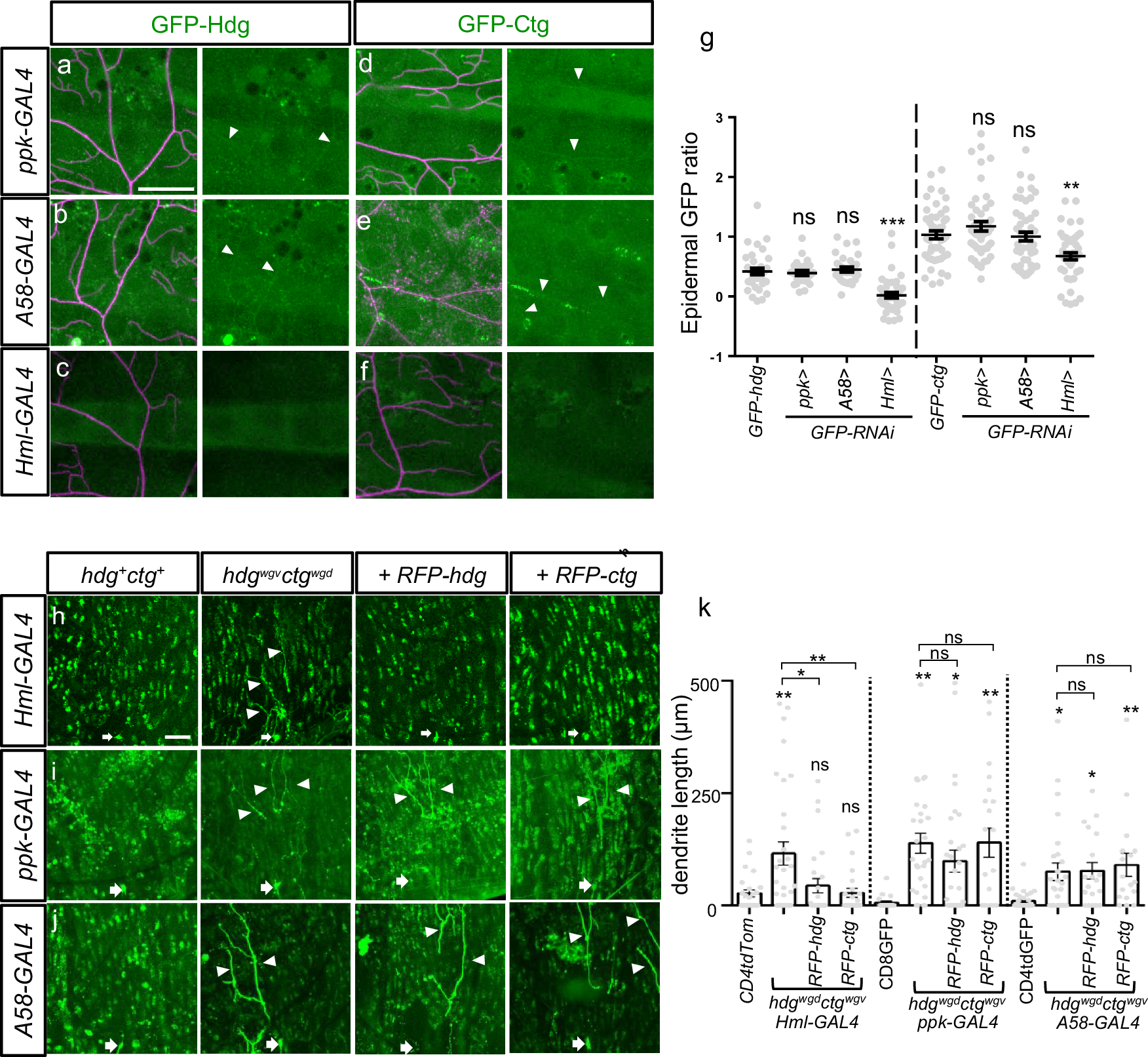 Fig. 8: Hdg and Ctg are induced in hemocytes upon dendrotomy.