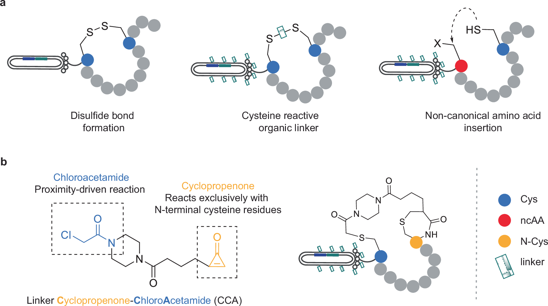 glutathione cyclic peptide A) (GSH), (B) scaffold investigated in this Cyclic Peptides: Current Status &