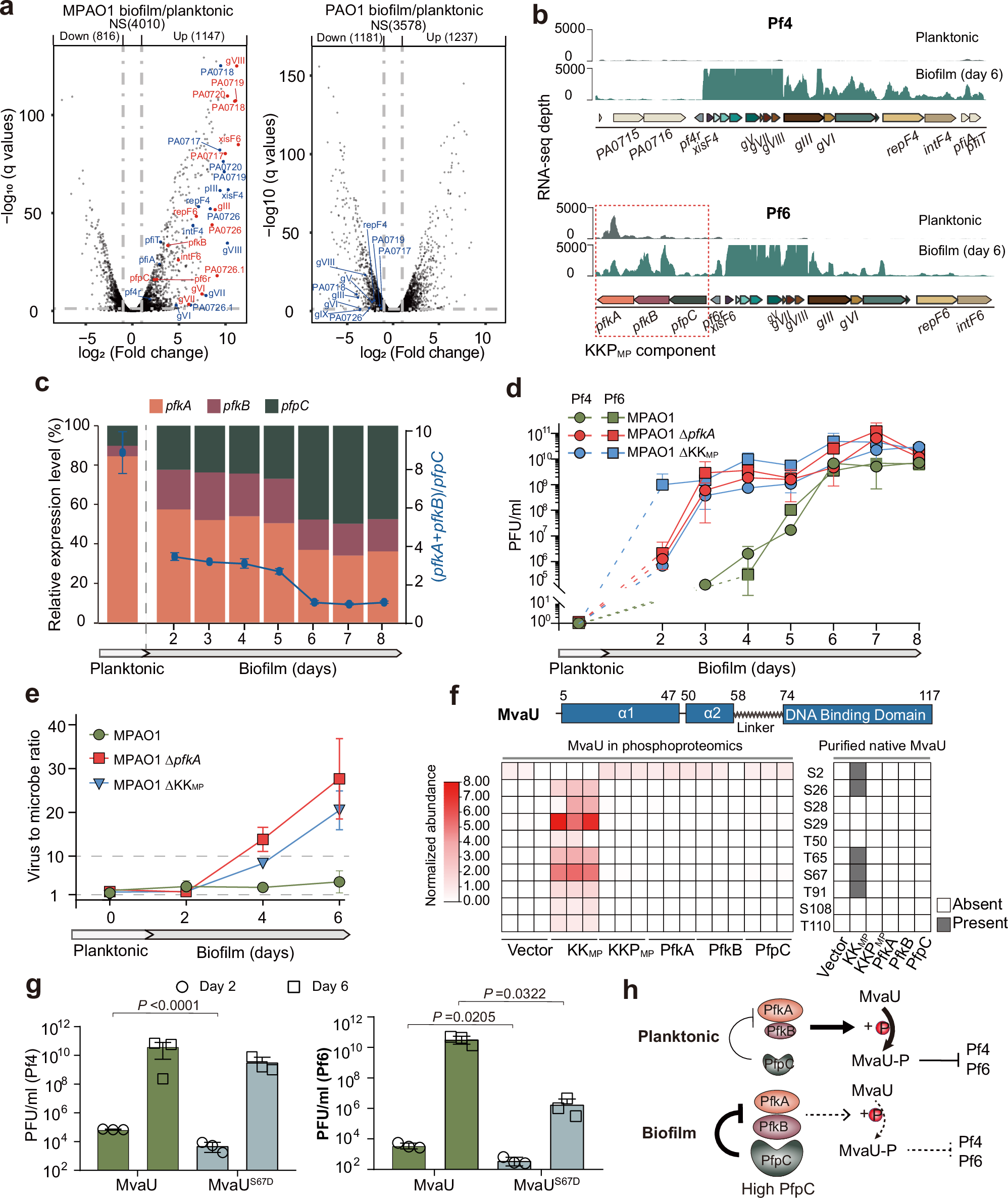 Fig. 2: The Pf6 KKPMP module controls Pf lysogeny via MvaU phosphorylation.