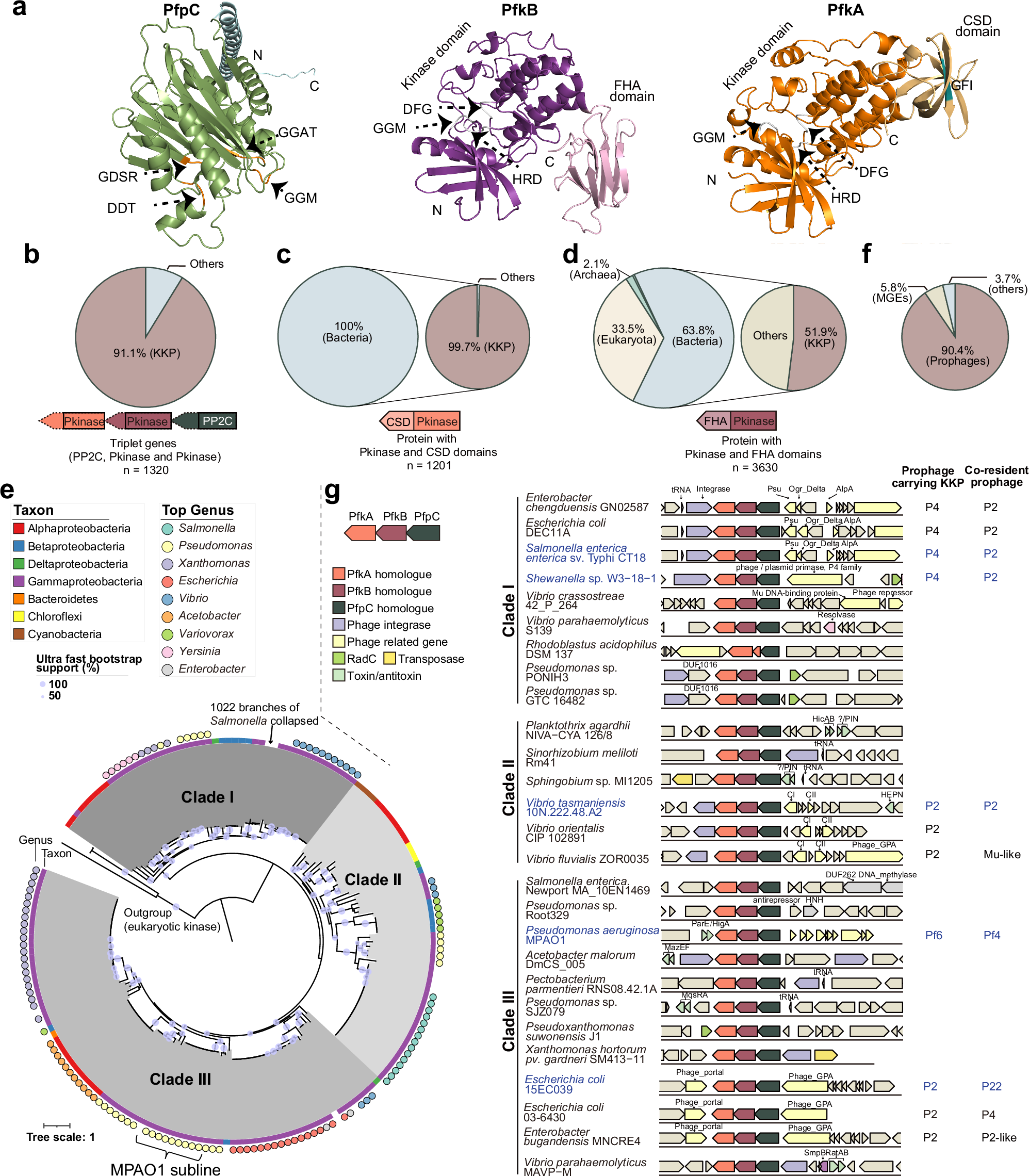 Fig. 3: KKP modules are widespread in diverse Gram-negative organisms.