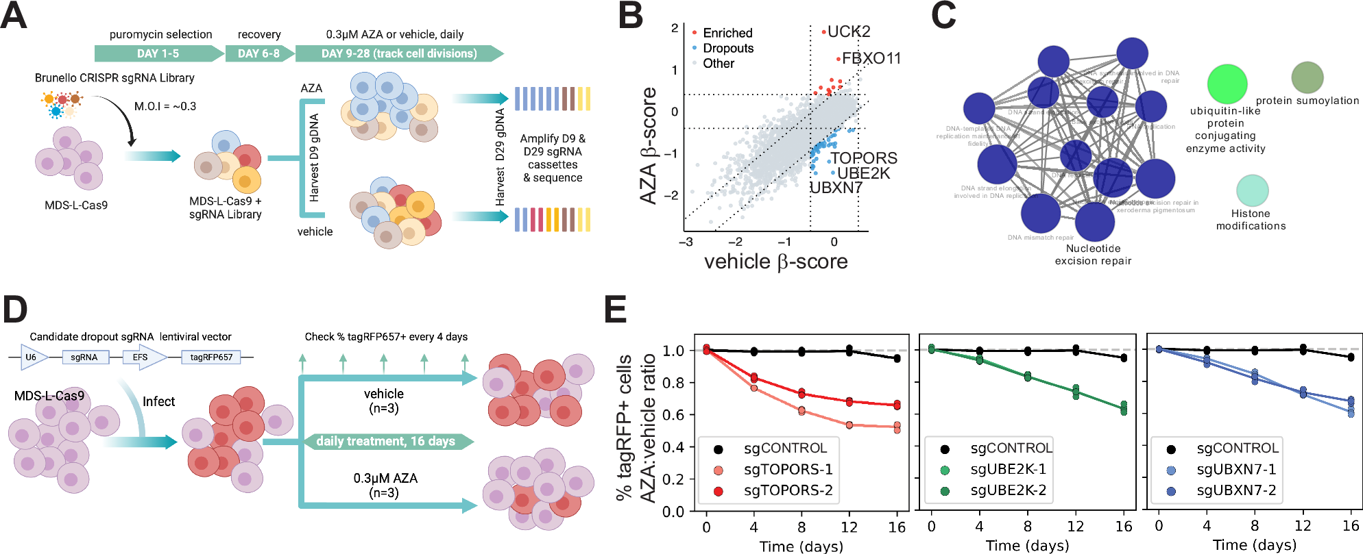 Fig. 1: Genome-wide CRISPR-Cas9 dropout screening identifies genetic determinants of AZA-sensitivity.