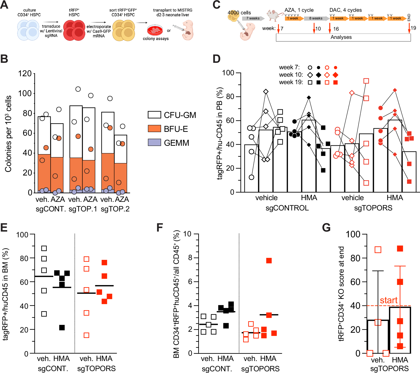 Fig. 3: Targeting TOPORS functionally spares healthy hematopoiesis.