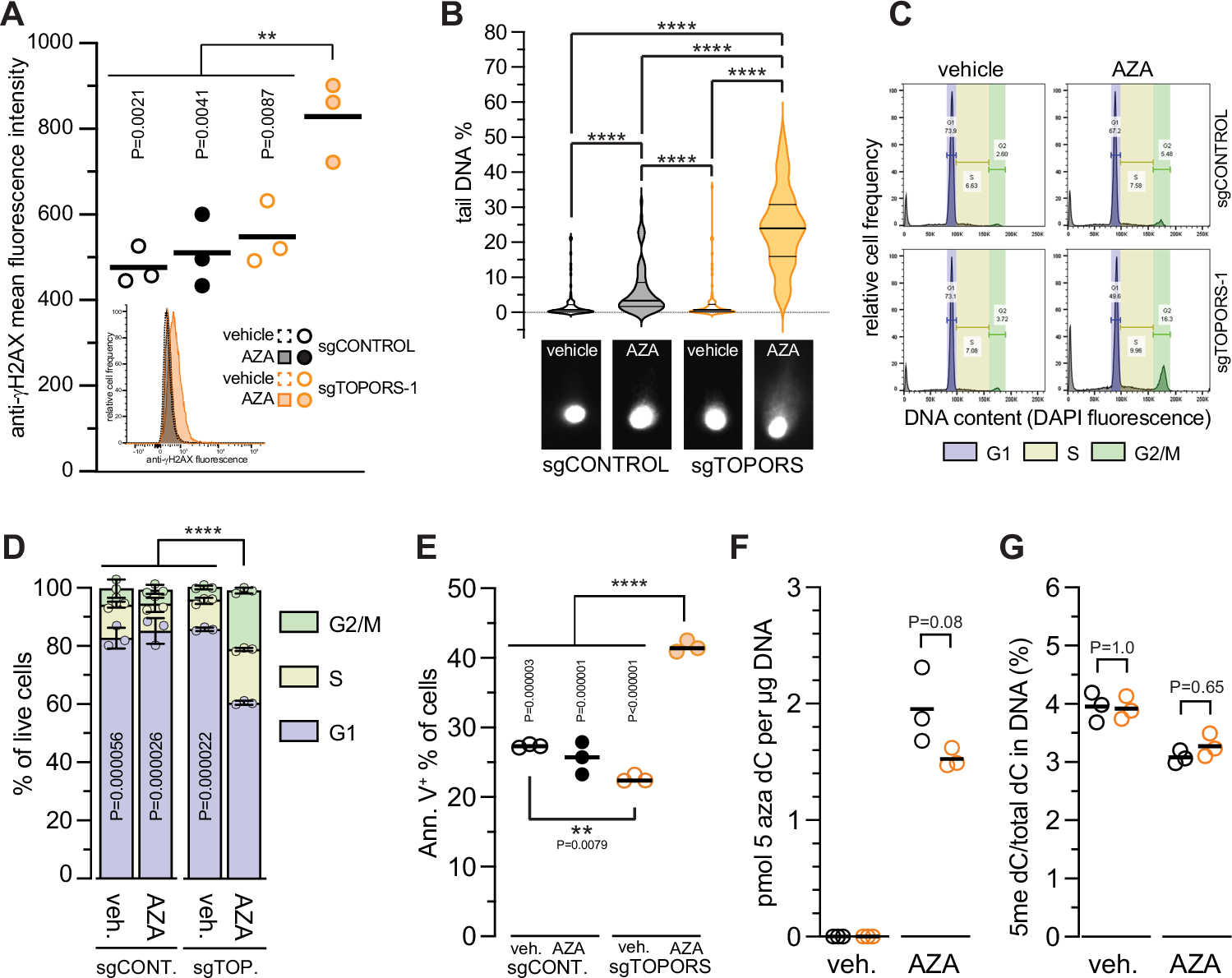 Fig. 4: Targeting TOPORS sensitizes leukemic cells to HMAs via defective DDR.
