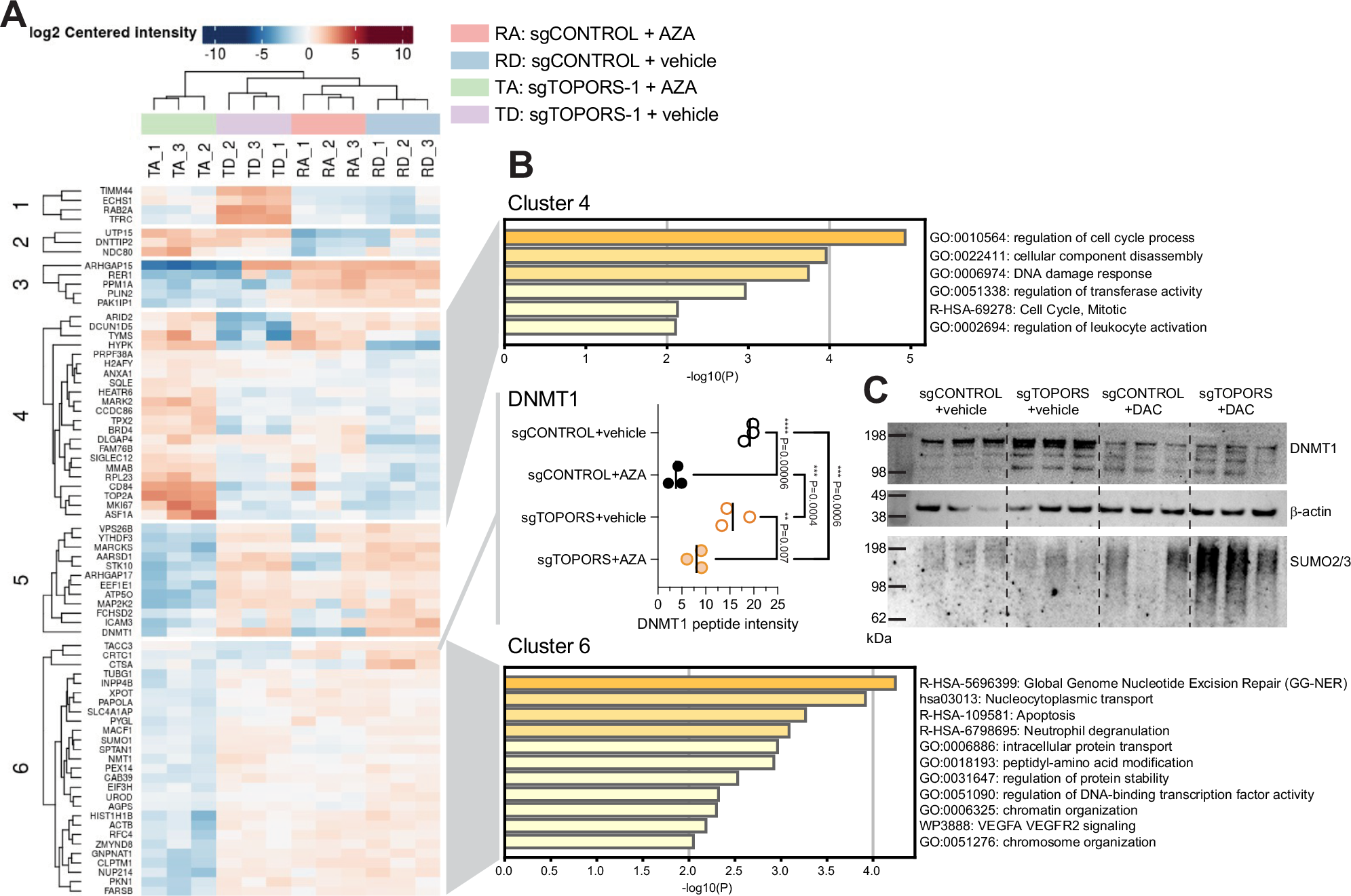 Fig. 6: Nuclear proteomics reveals a depletion of global nucleotide excision repair factors in AZA-treated TOPORS-edited MDS-L cells.
