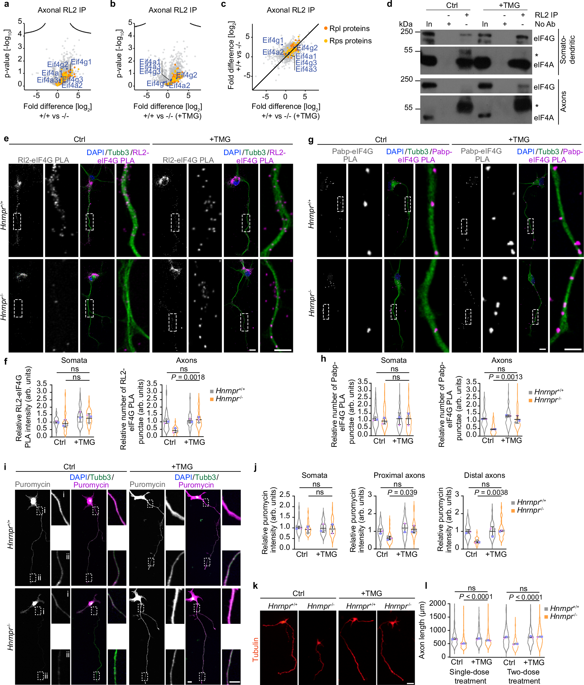 Fig. 8: hnRNP R promotes Ogt-mediated O-GlcNAcylation of eIF4G.