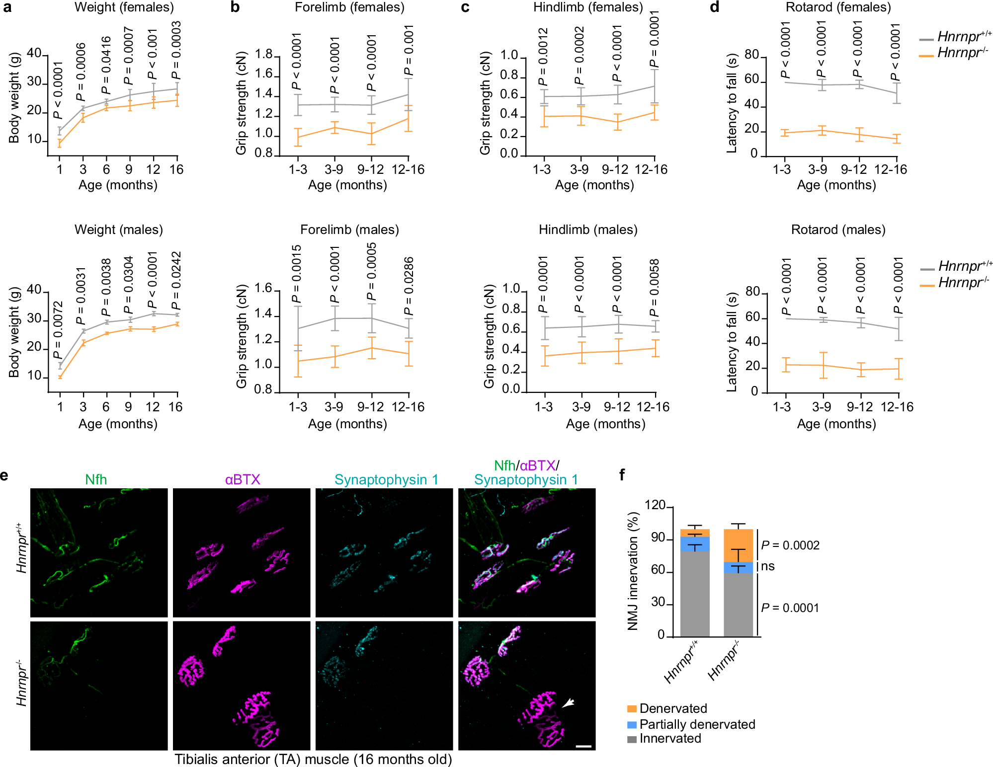 Fig. 9: hnRNP R mutant mice display motor deficits.