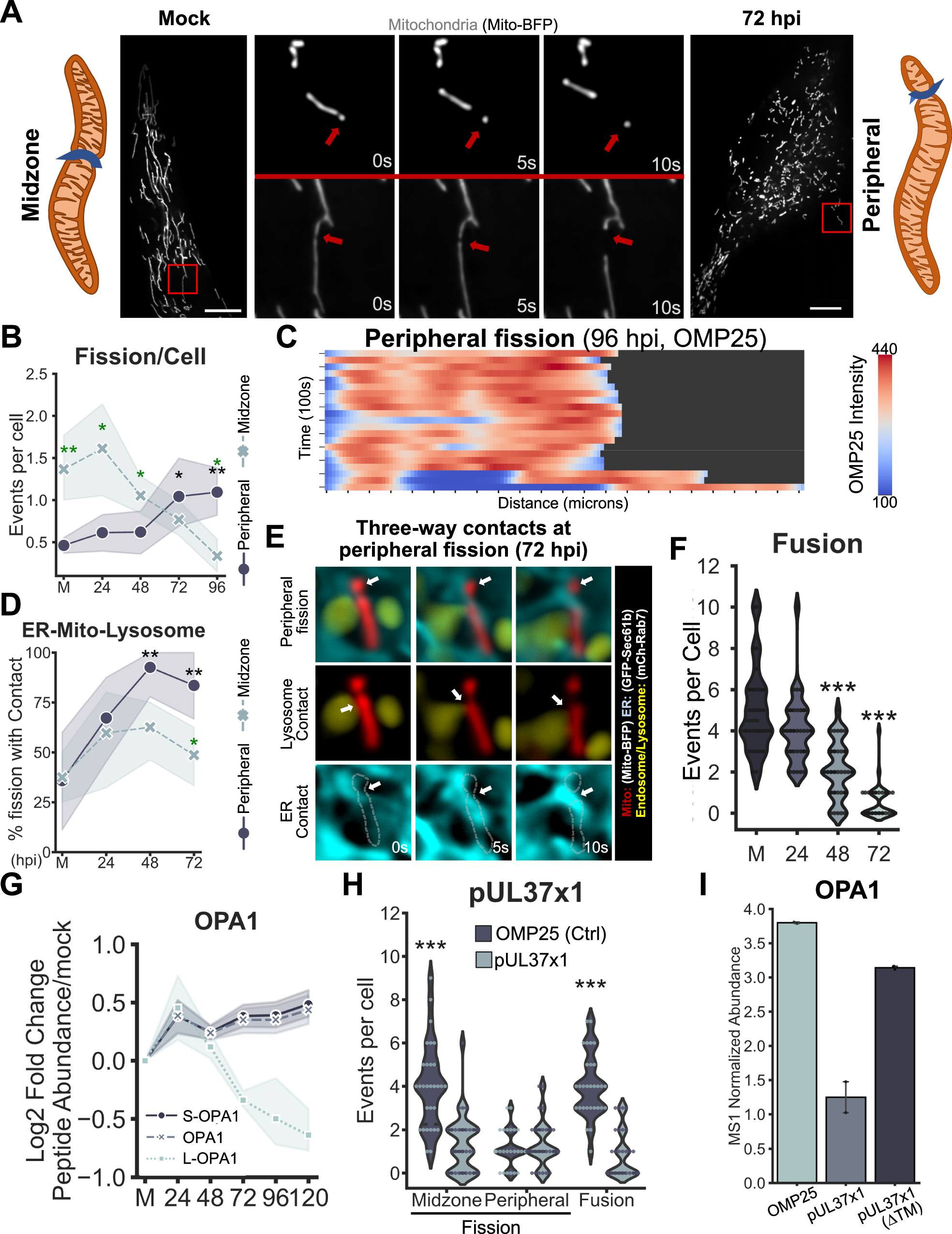 Fig. 1: HCMV infection induces mitochondria fragmentation through peripheral fission coupled with fusion suppression.