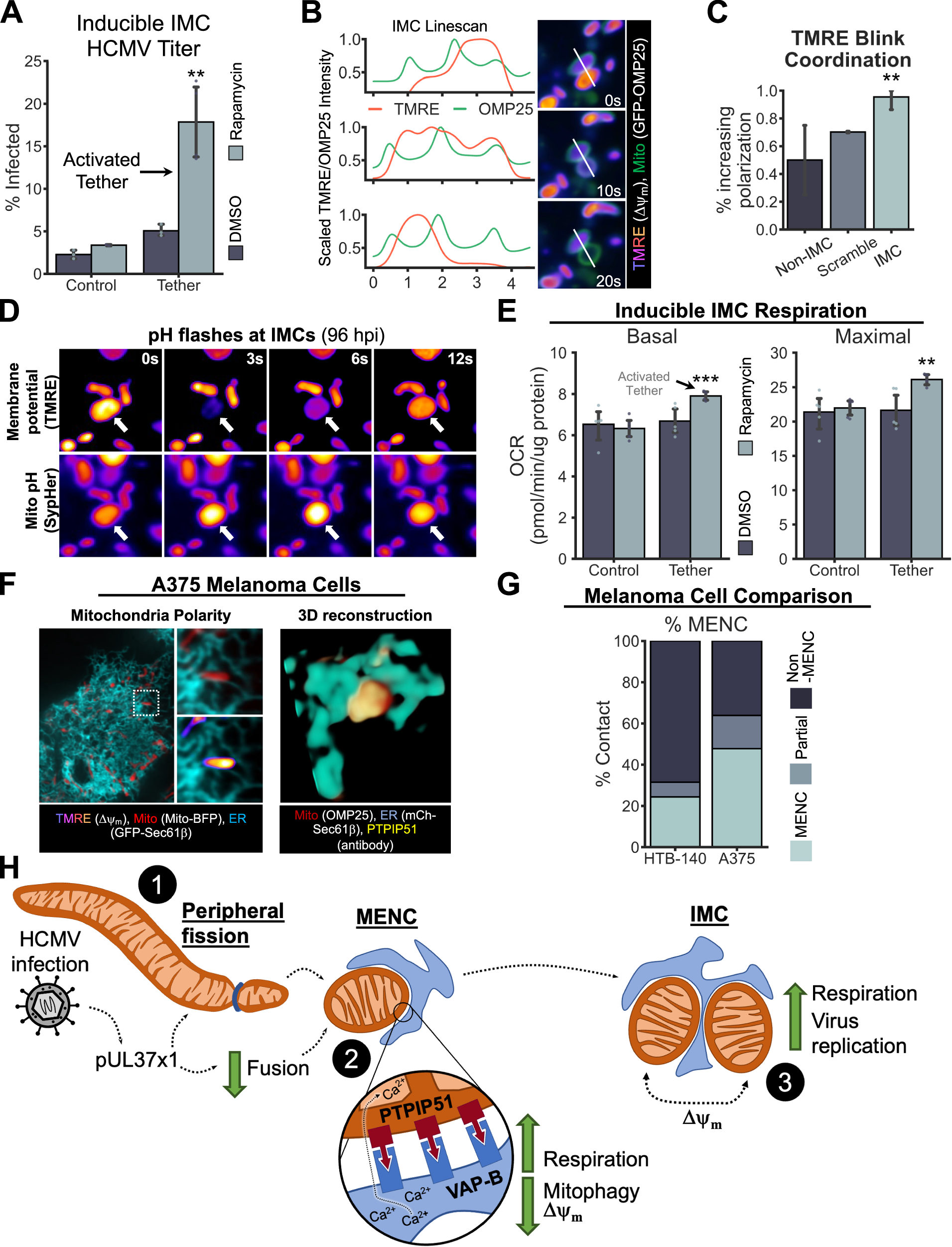 Fig. 6: IMC promote mitochondria bioenergetics during HCMV infection.