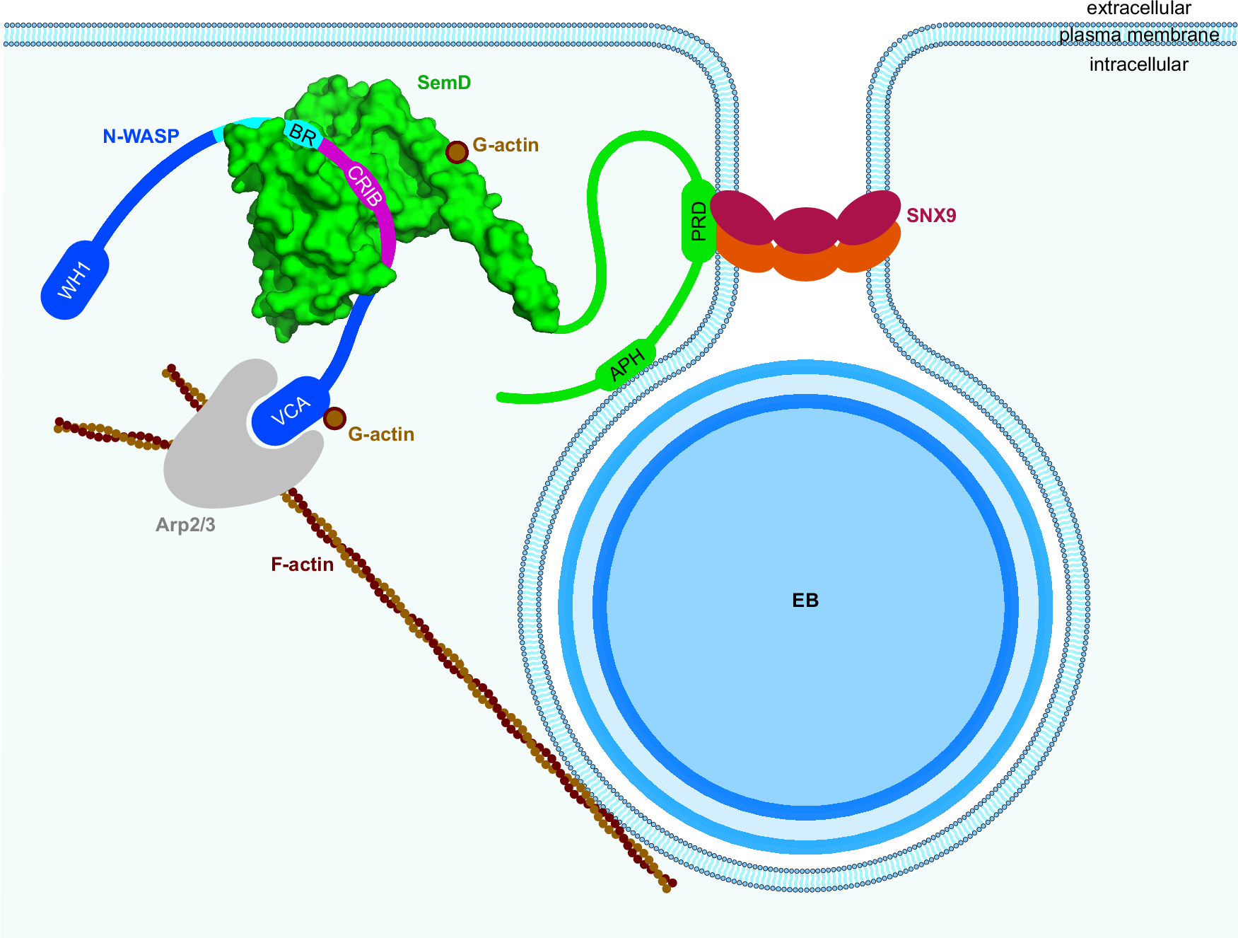 Fig. 7: A chlamydial effector exploits structural and functional mimicry to manipulate the host endocytic machinery.