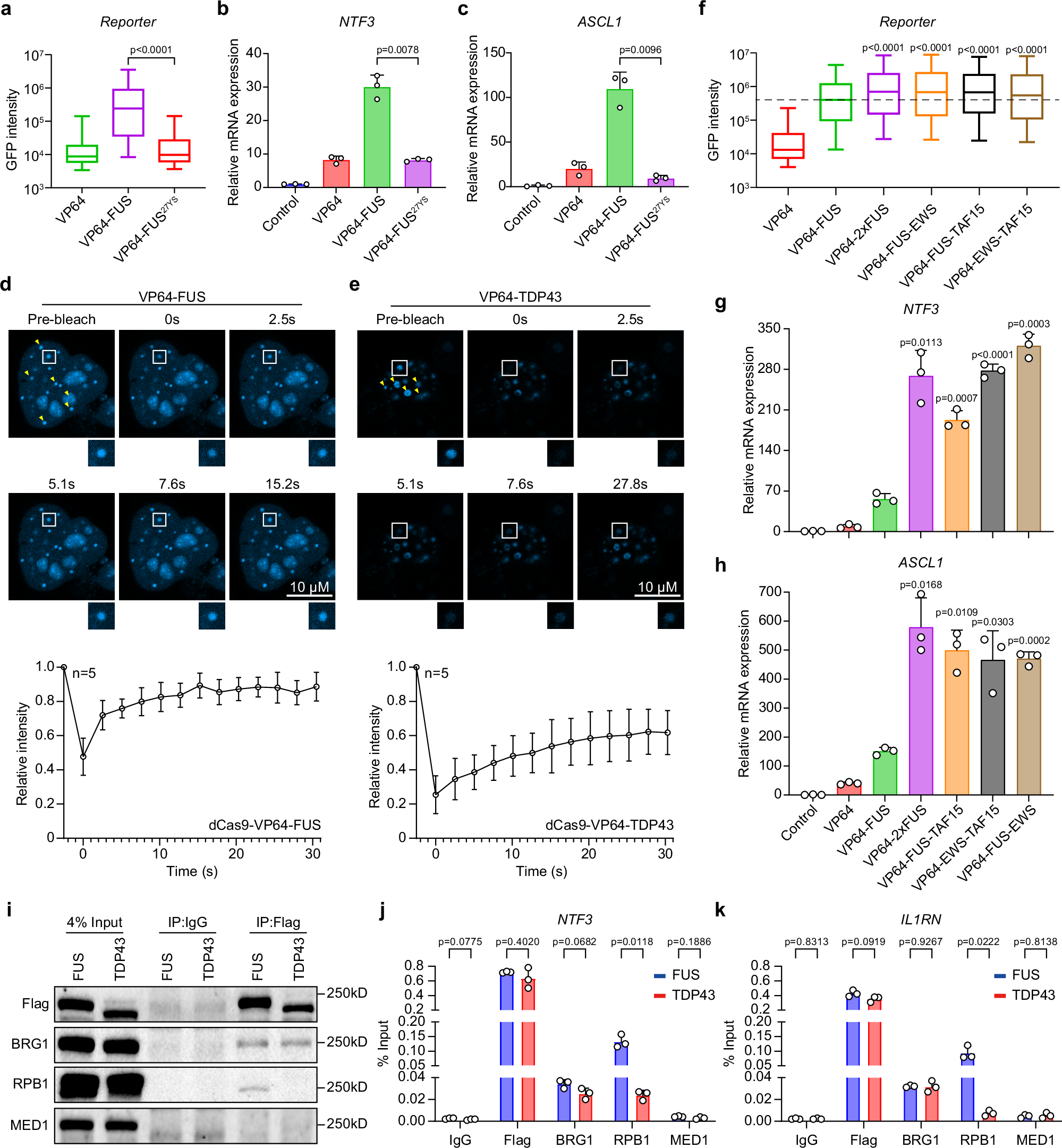 Fig. 3: IDR-mediated multivalent interactions and transcriptional activation.