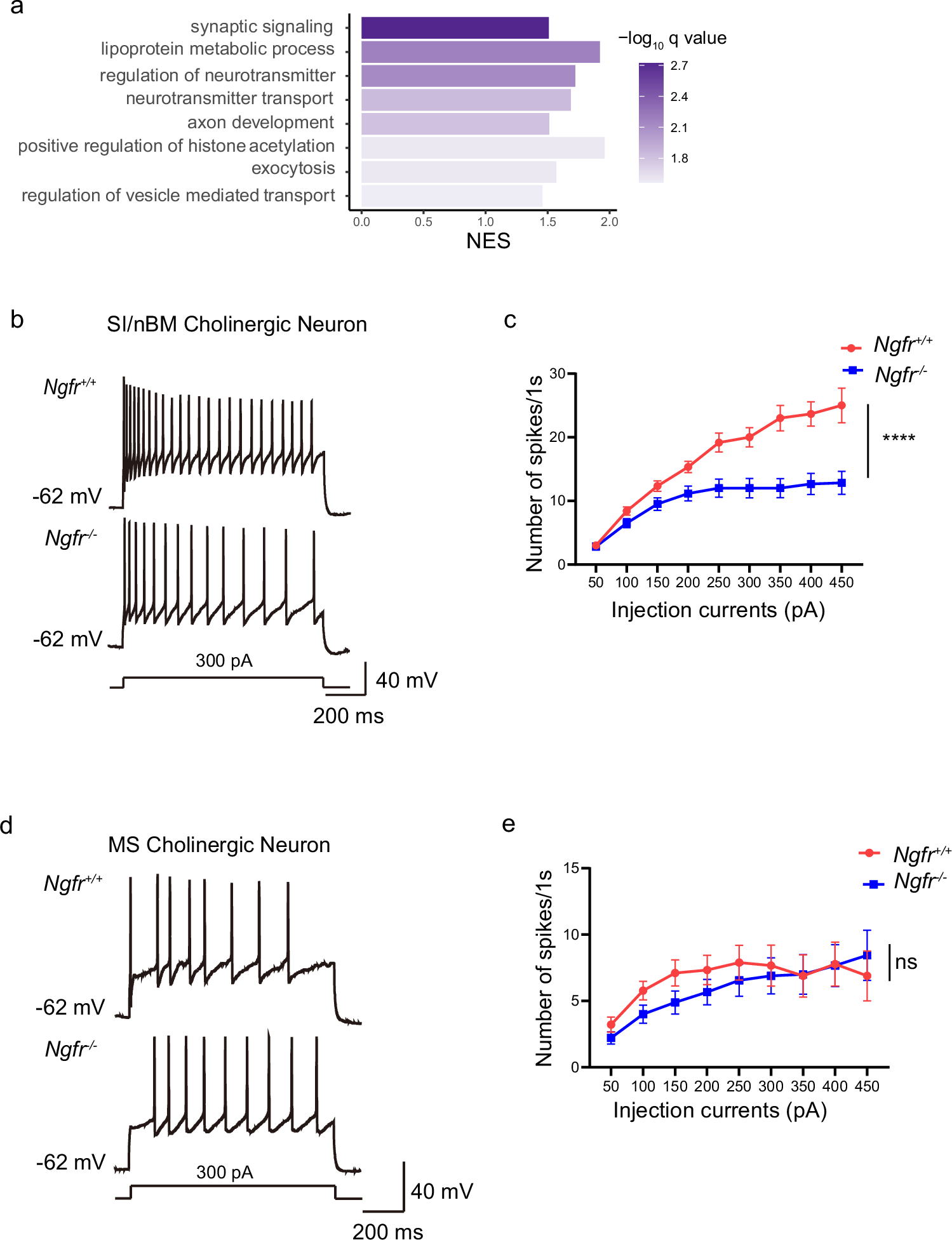 Fig. 2: Ngfr−/− mice show decreased intrinsic excitability of cholinergic neurons in SI/nBM but not MS.