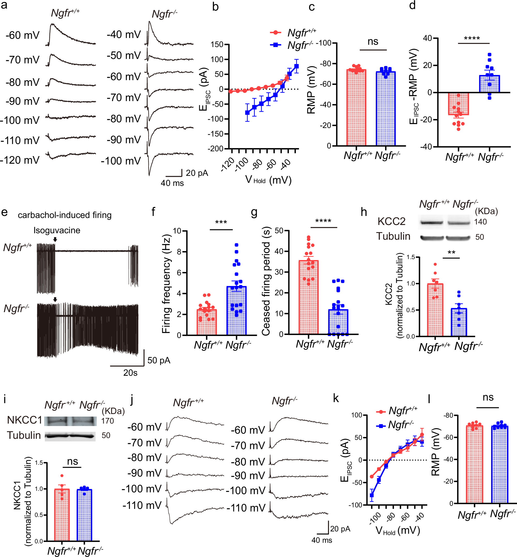 Fig. 6: Depolarizing-shifted reversal potential of GABAA-mediated EIPSCs and reduced GABAergic inhibition in Ngfr−/− mPFC.