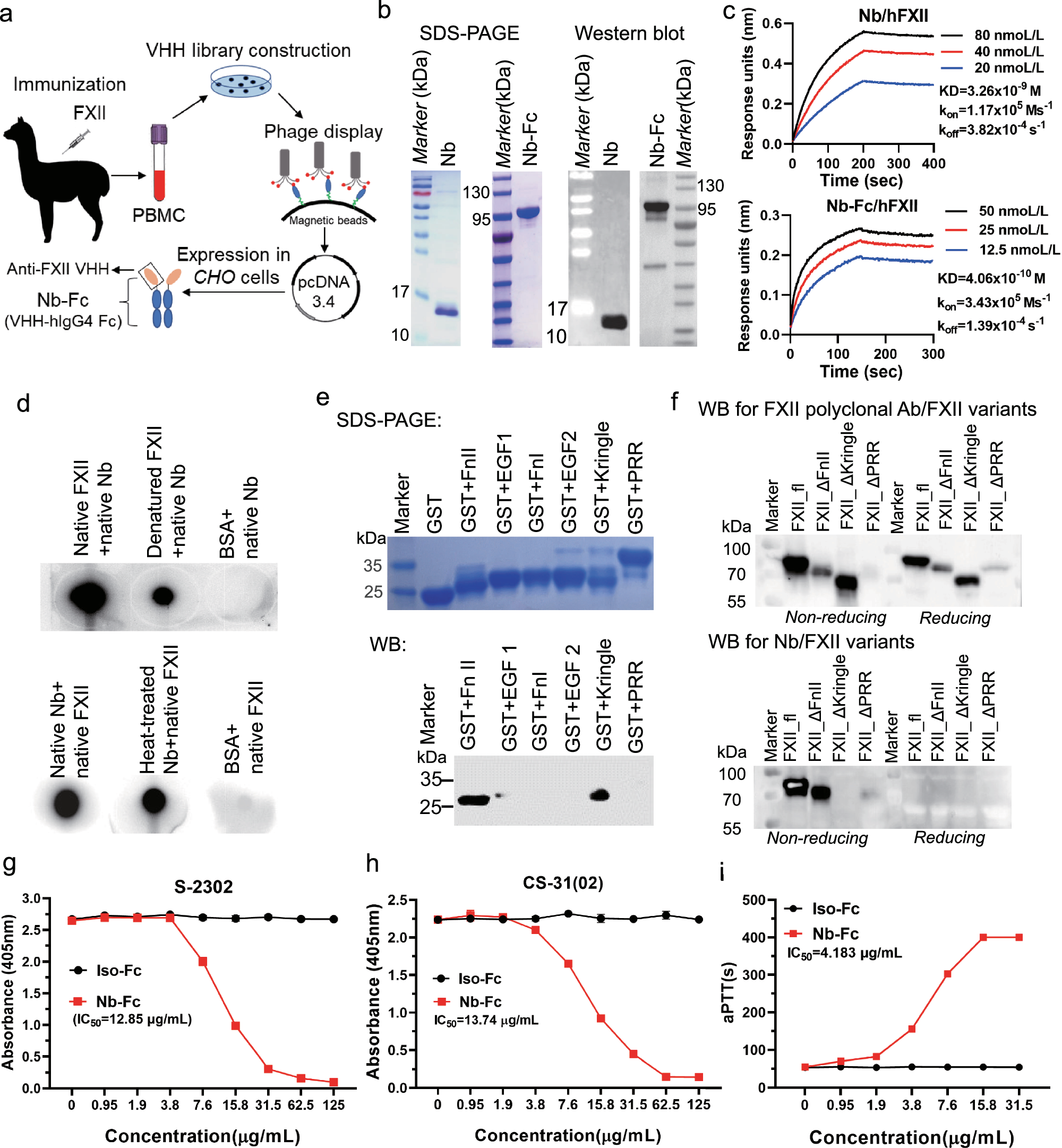 A single-domain antibody targeting factor XII inhibits both thrombosis and inflammation | Nature Communications a-single-domain-antibody-targeting-factor-xii-inhibits-both-thrombosis-and-inflammation-nature-communications