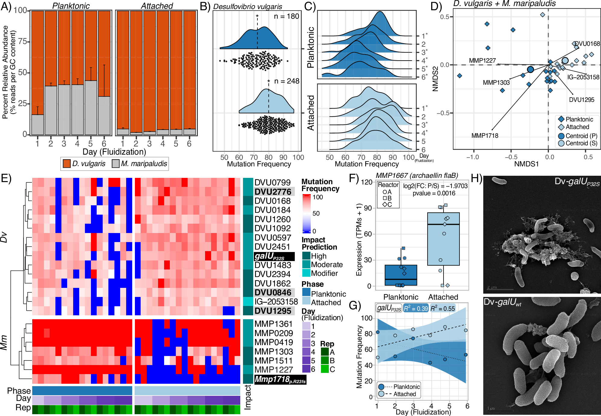 Fig. 2: Population structure and dynamics between attached and planktonic communities.