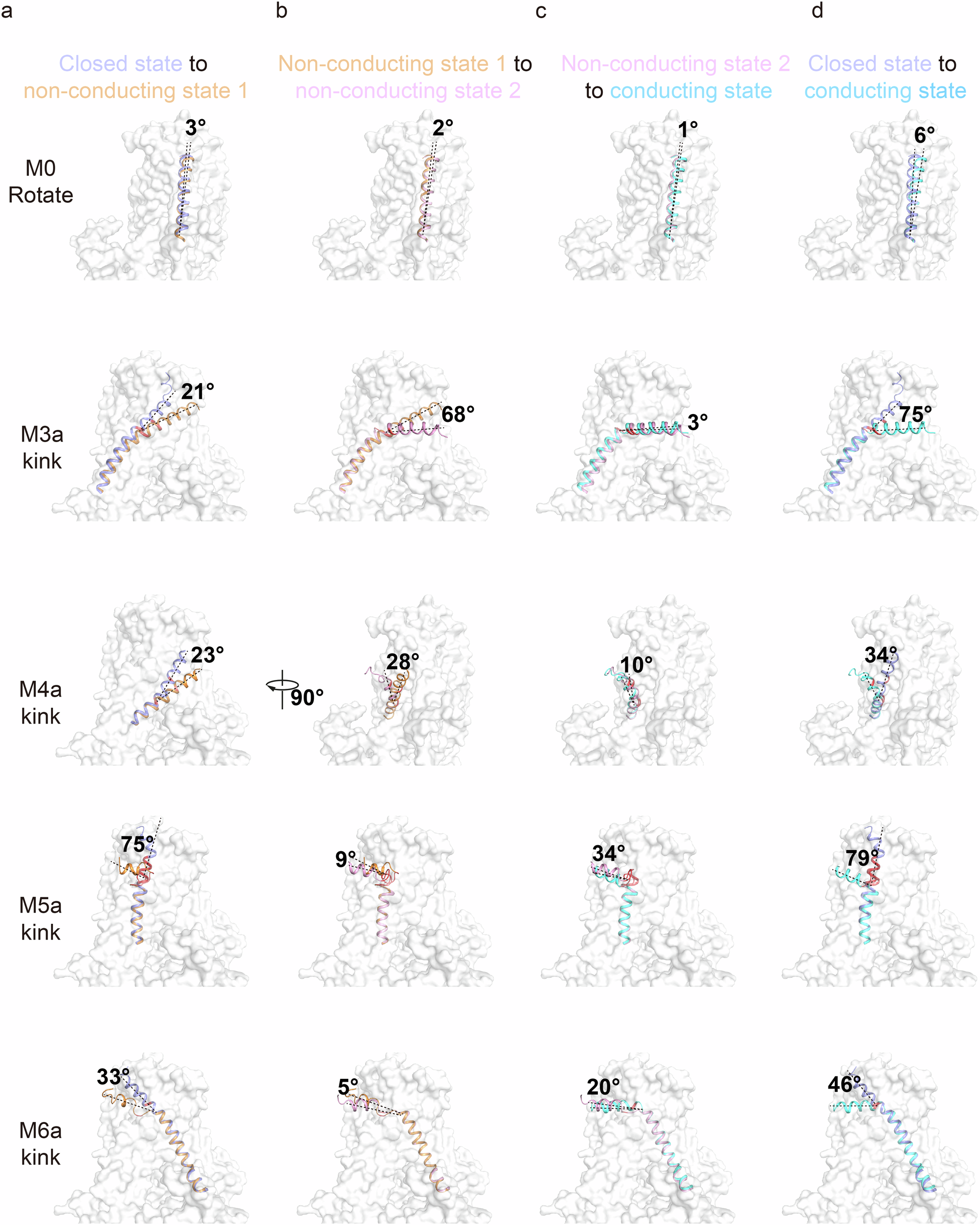 Fig. 4: The protomer extracellular pore blooming-like open.