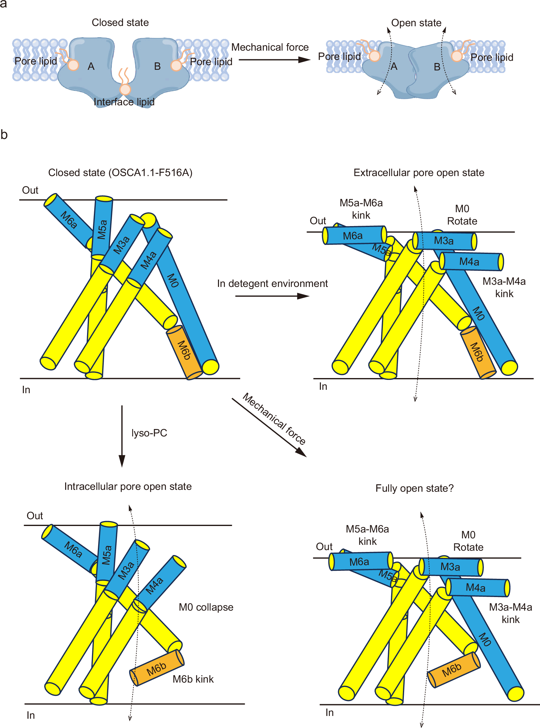 Fig. 8: Proposed full activation model of the dimeric OSCA1.1 channel by mechanical force.