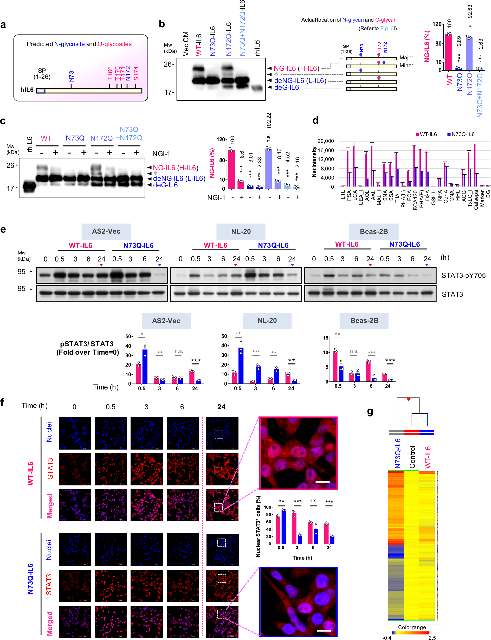 Fig. 2: N-glycosylated IL6 promotes the tyrosine phosphorylation and nuclear retention of STAT3.