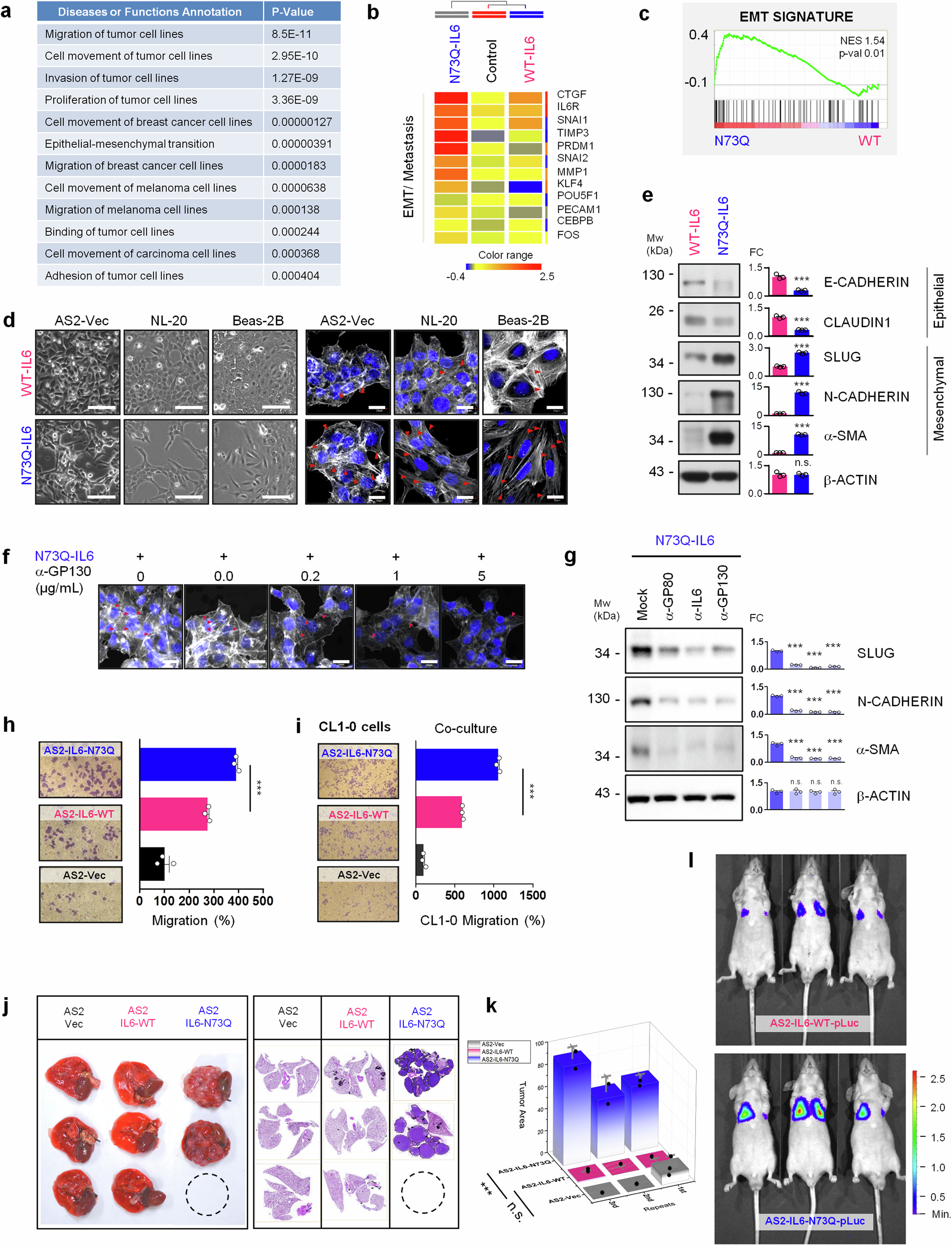 Fig. 3: deNG-IL6 Induces EMT, Migration, and Metastasis in NSCLC.