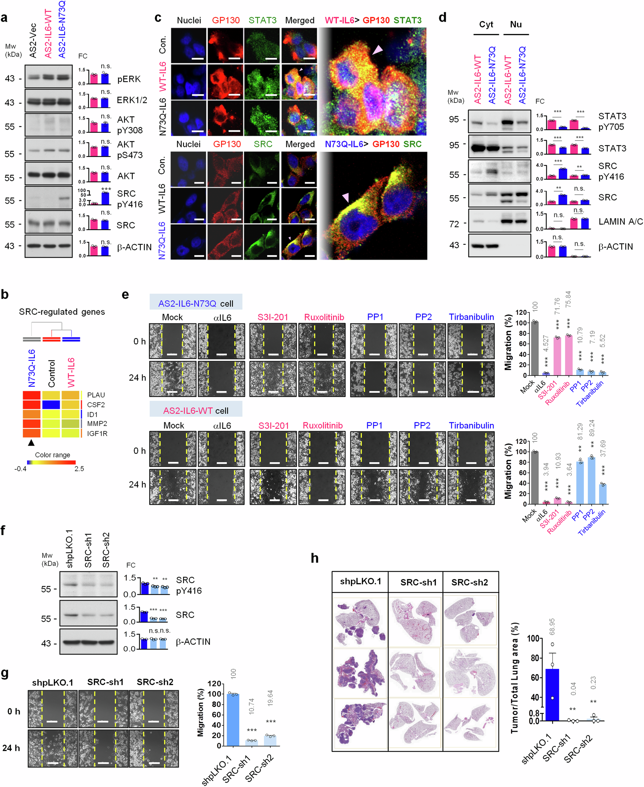 Fig. 4: deNG-IL6 Switches the GP130 Signaling Preference from the JAK-STAT3 Axis to the SRC-YAP Axis.