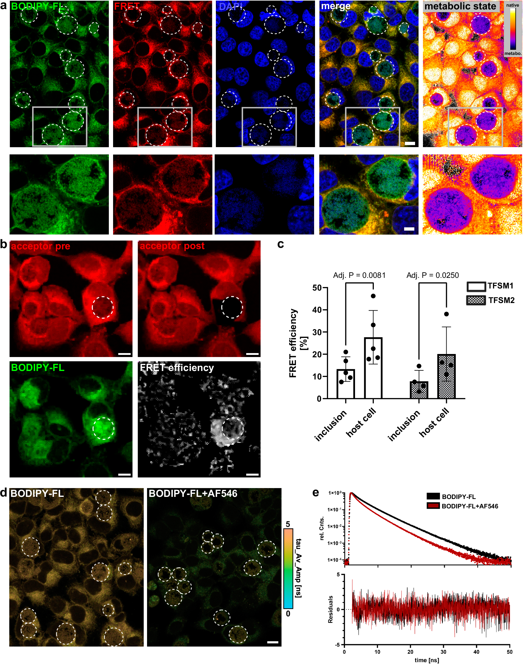Fig. 5: Chlamydia inclusions are enriched with the metabolized trifunctional sphingomyelins (TFSMs).
