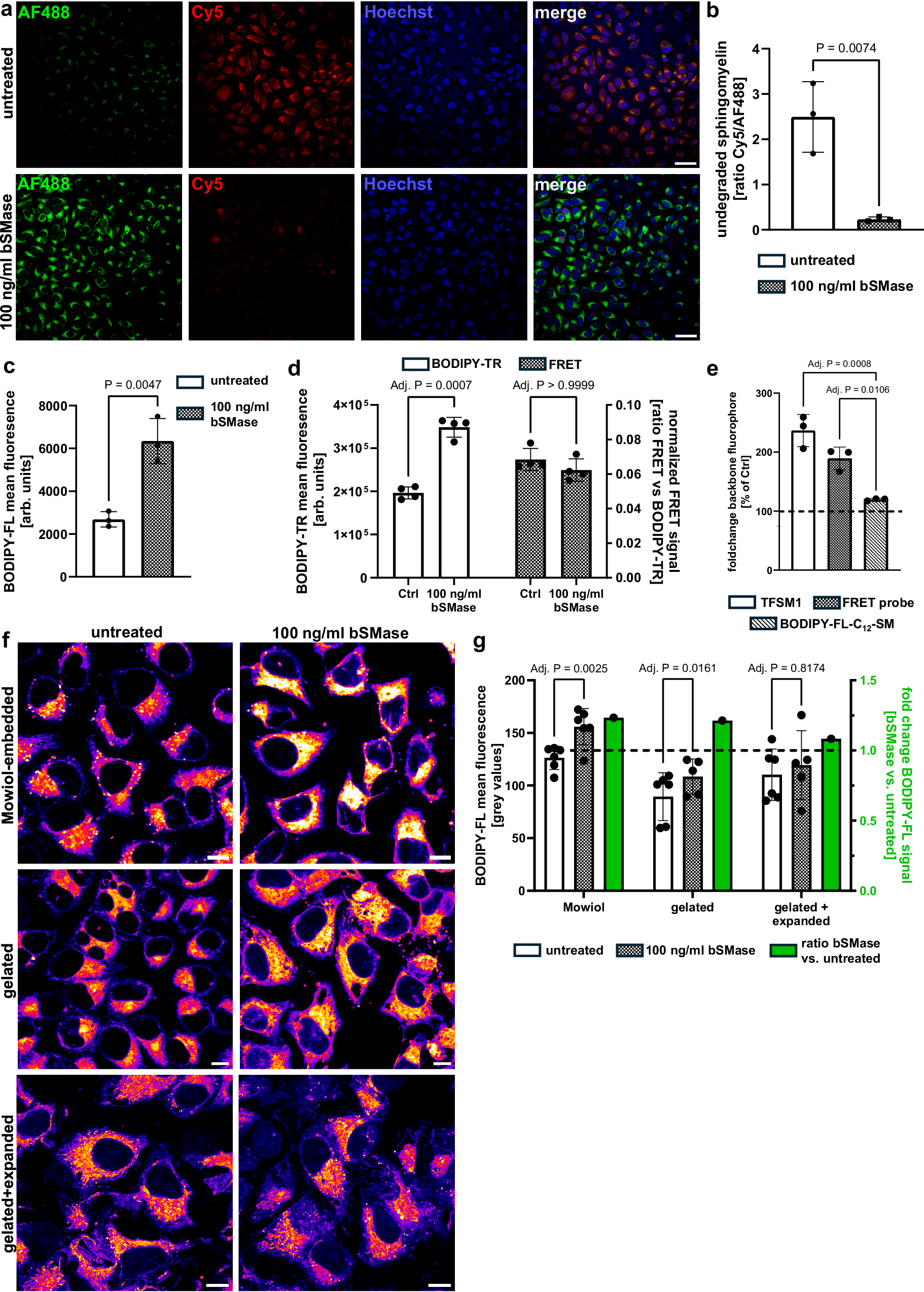 Fig. 7: Bacterial sphingomyelinase (bSMase) treatment enhances signal of backbone fluorophores.