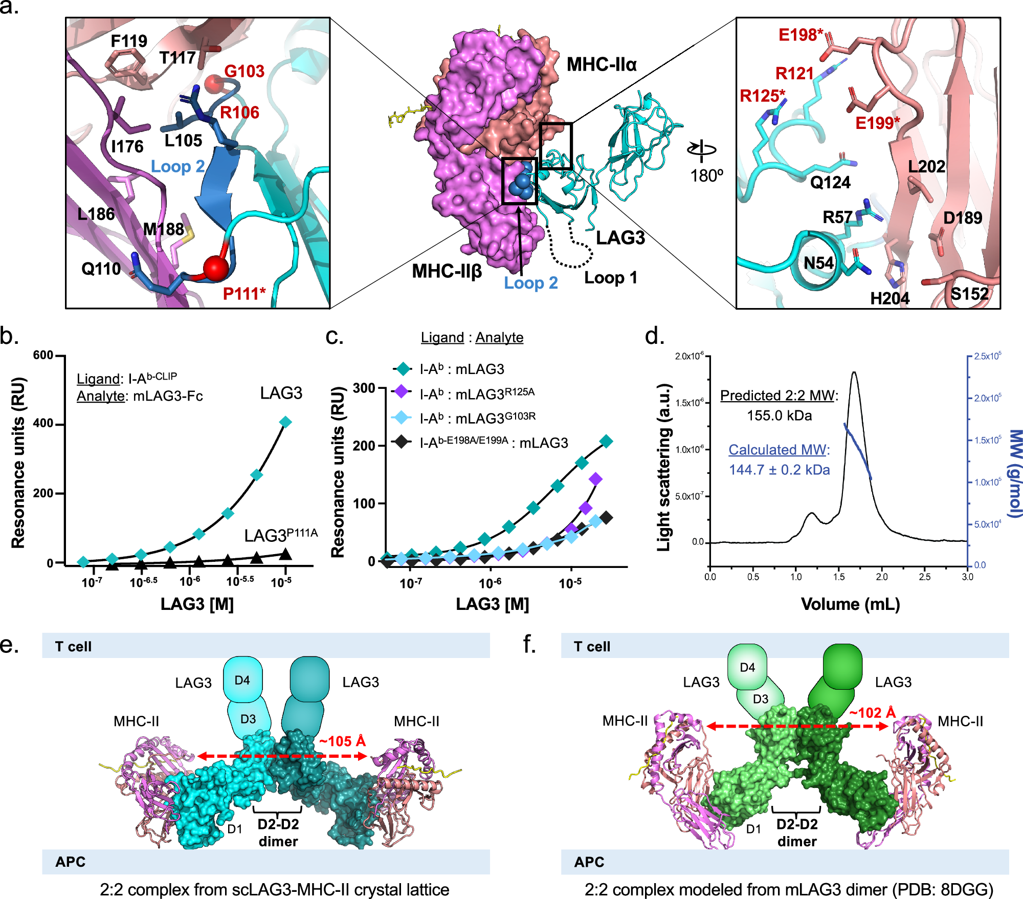 Fig. 2: Structural analysis of LAG3-MHC-II binding interfaces and stoichiometry.