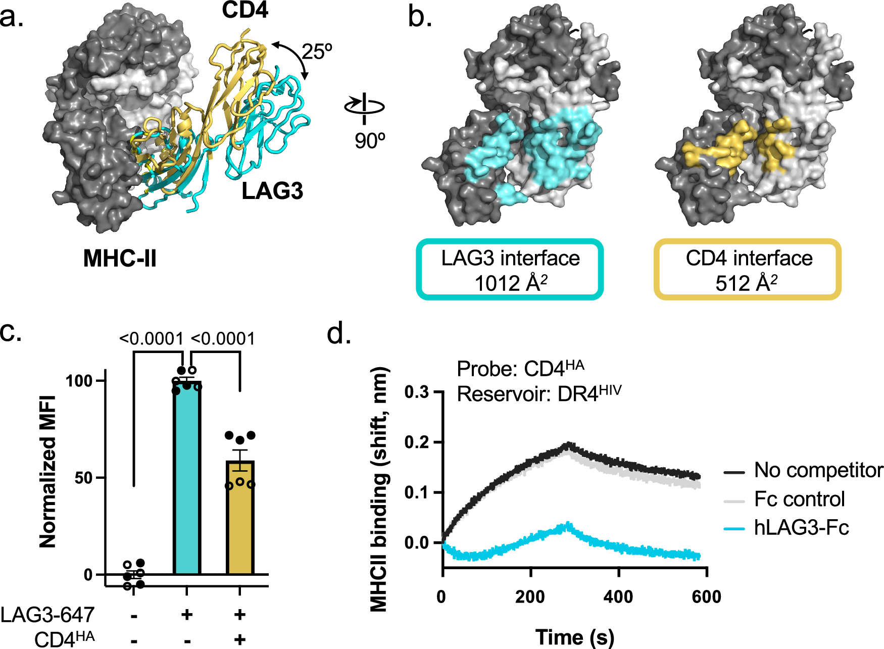 Fig. 3: LAG3 and CD4 bind to overlapping interfaces on MHC-II.