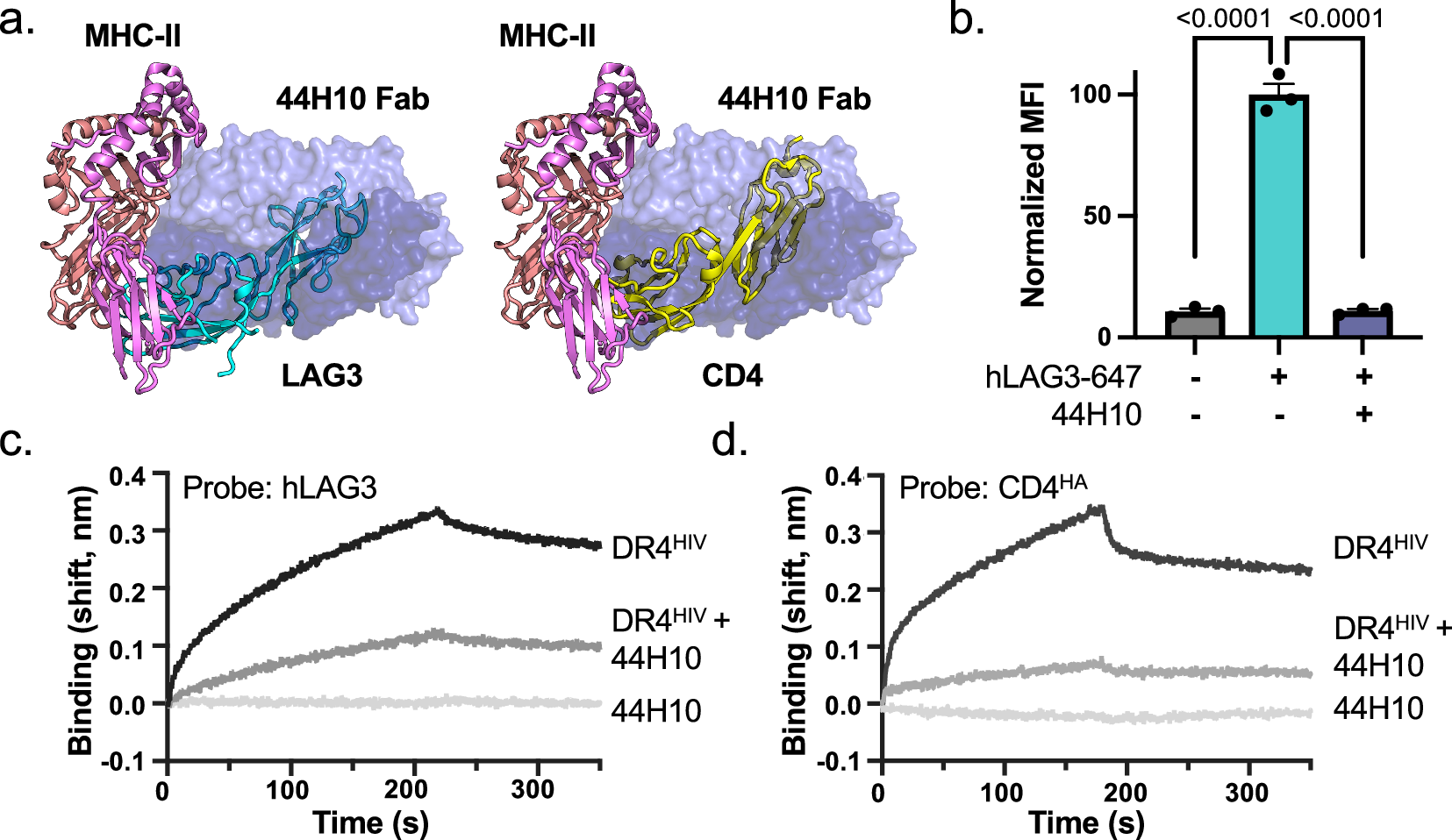 Fig. 4: The MHC-II-specific antibody, 44H10, disrupts MHC-II binding to LAG3 and CD4.