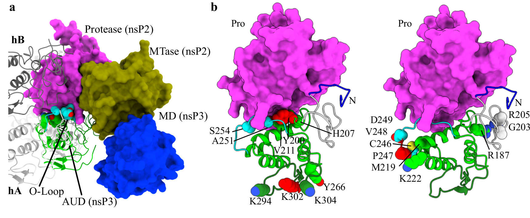 Fig. 3: Blockage of the AUD oligomerization interfaces in the non-cleaved nsP3 polyprotein.