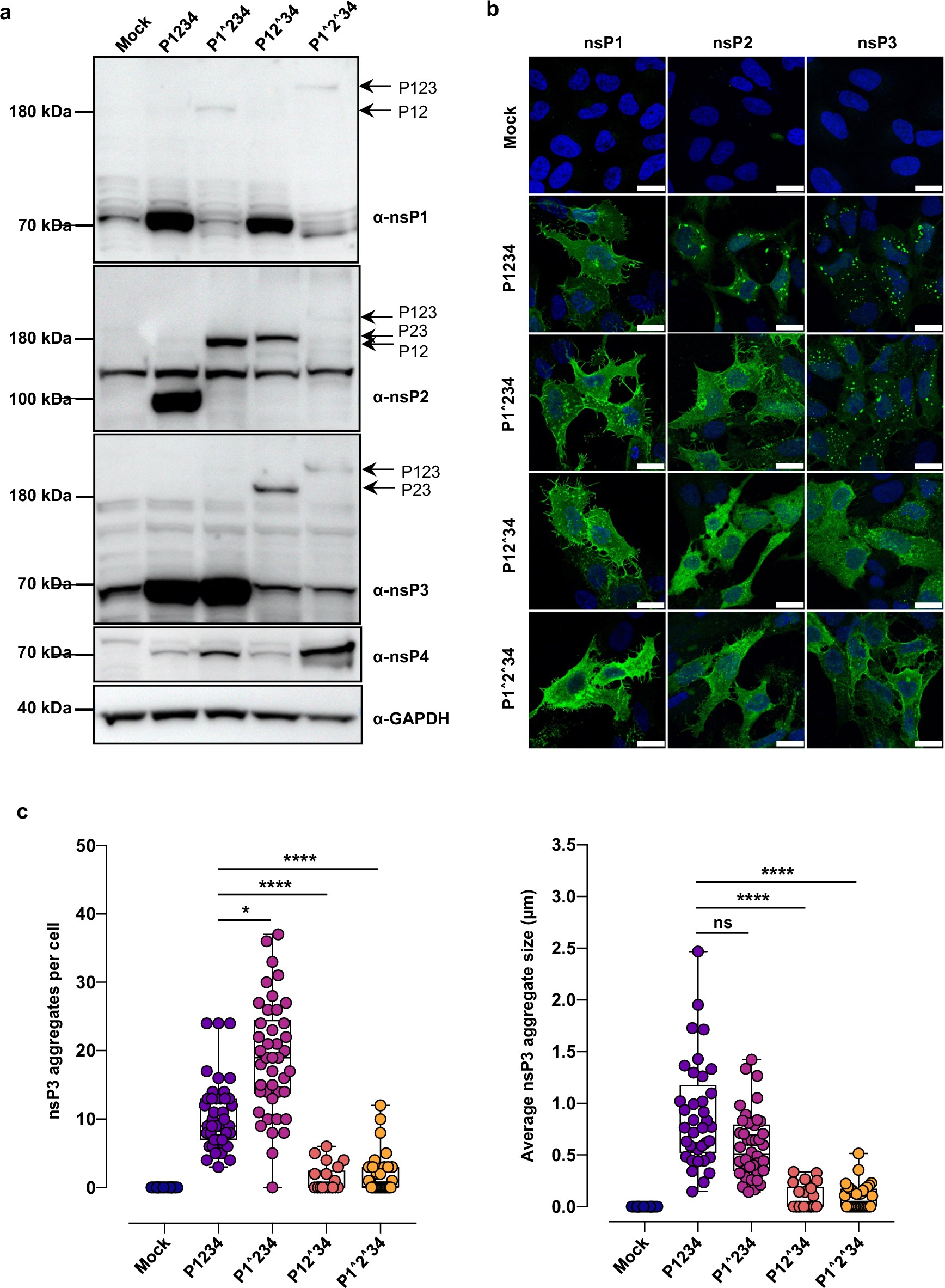Fig. 5: NsP3 HS formation requires nsP2-nsp3 precursor cleavage.