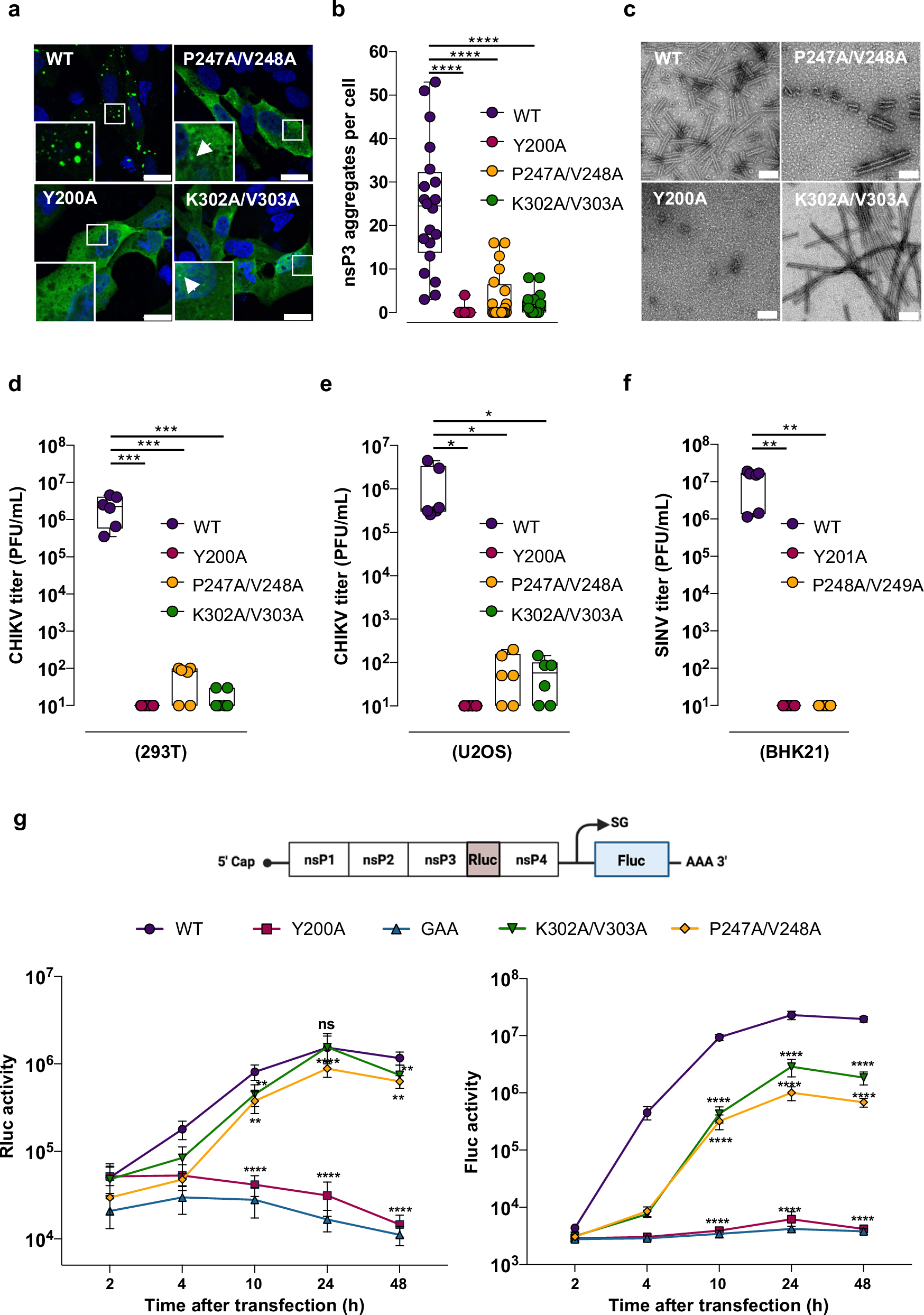 Fig. 7: nsP3 helical scaffolds are required for CHIKV infection.