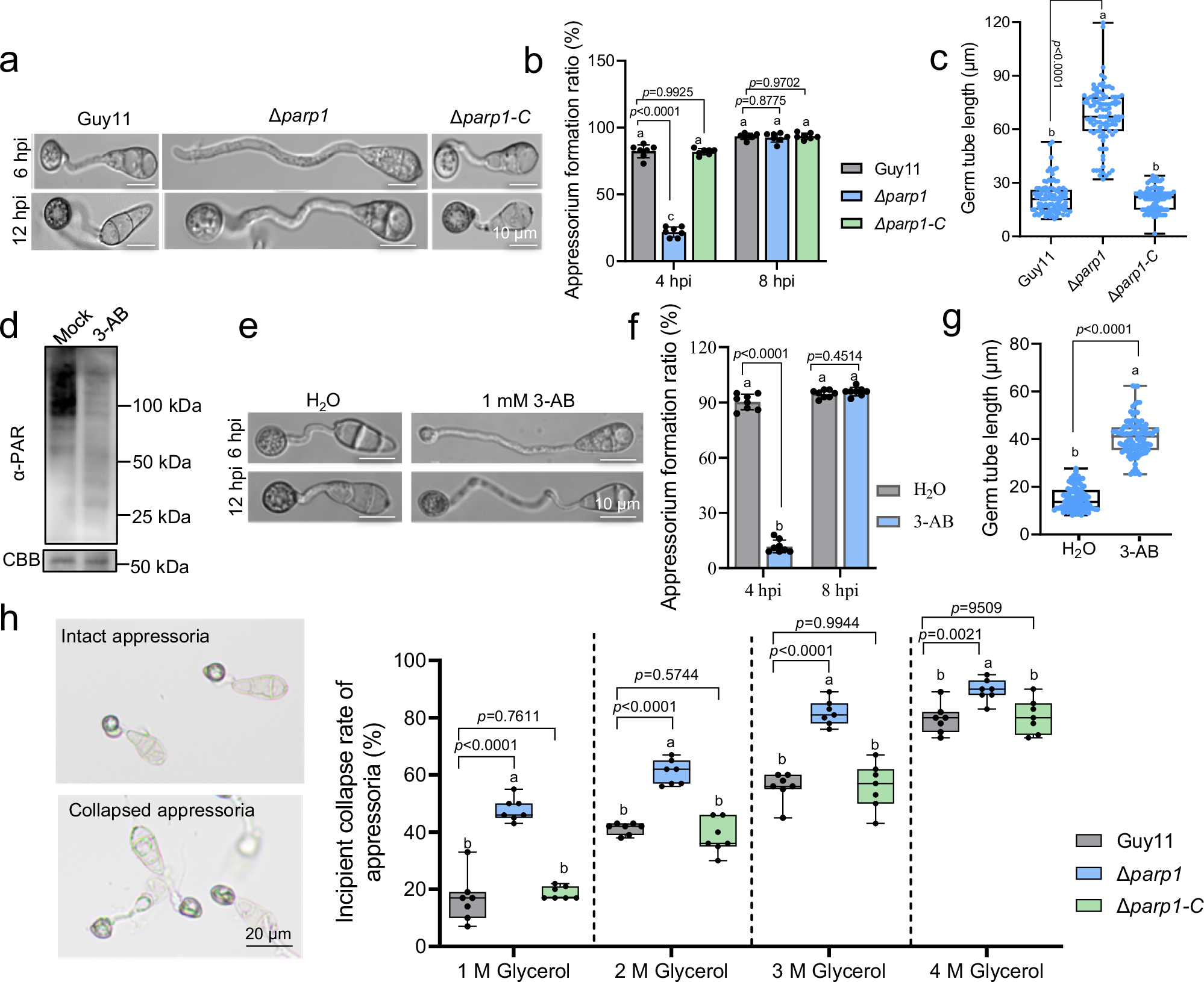 Fig. 2: PARP1 is required for appressorium formation.