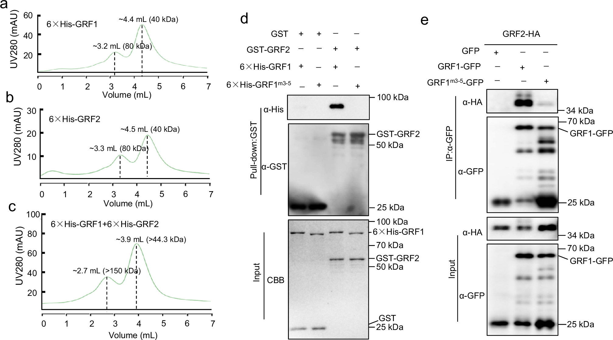 Fig. 6: GRF1 PARylation was required for heterodimer formation with GRF2.