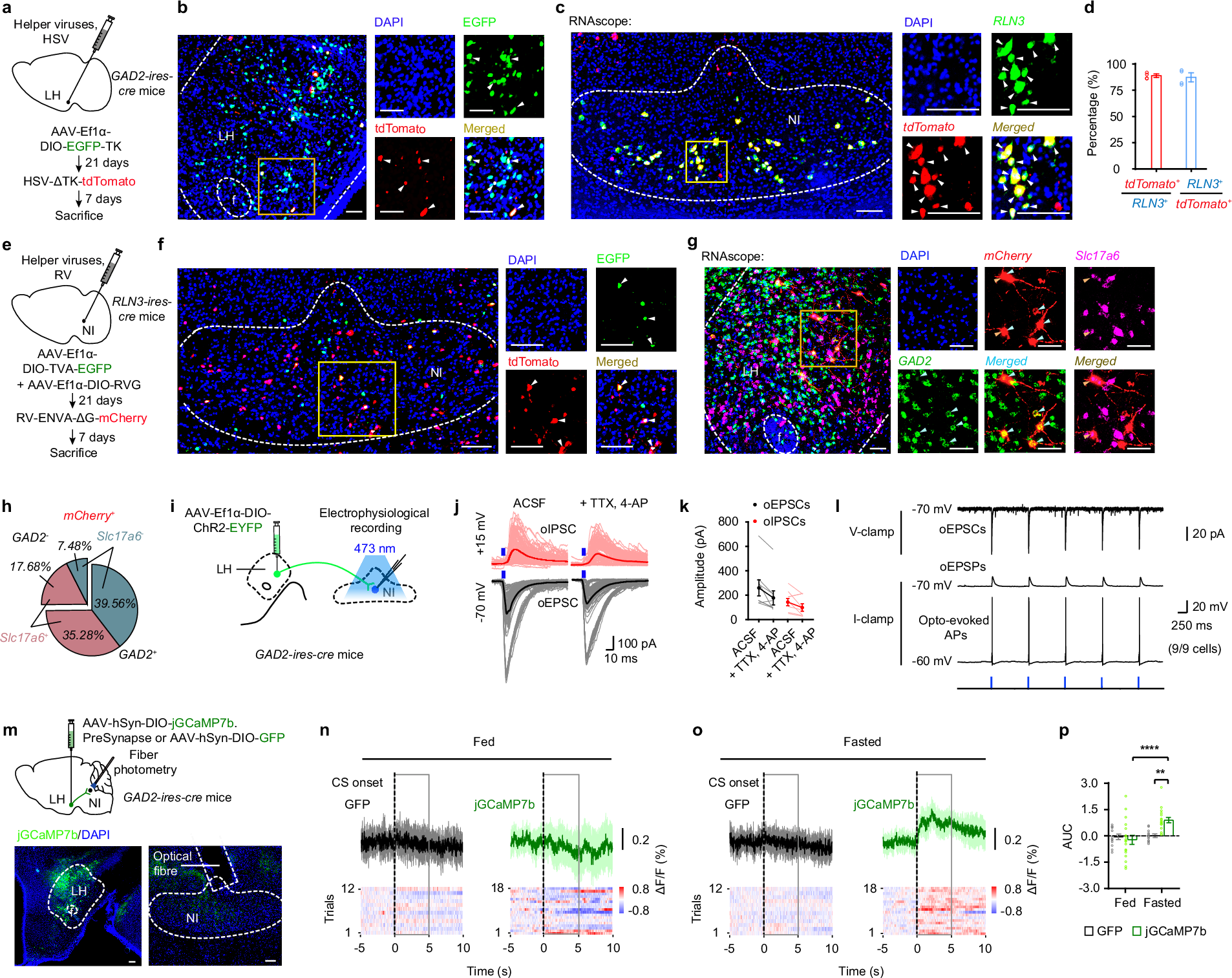 Fig. 2: Synaptic connectivity of LHGAD2-NIRLN3 circuit.