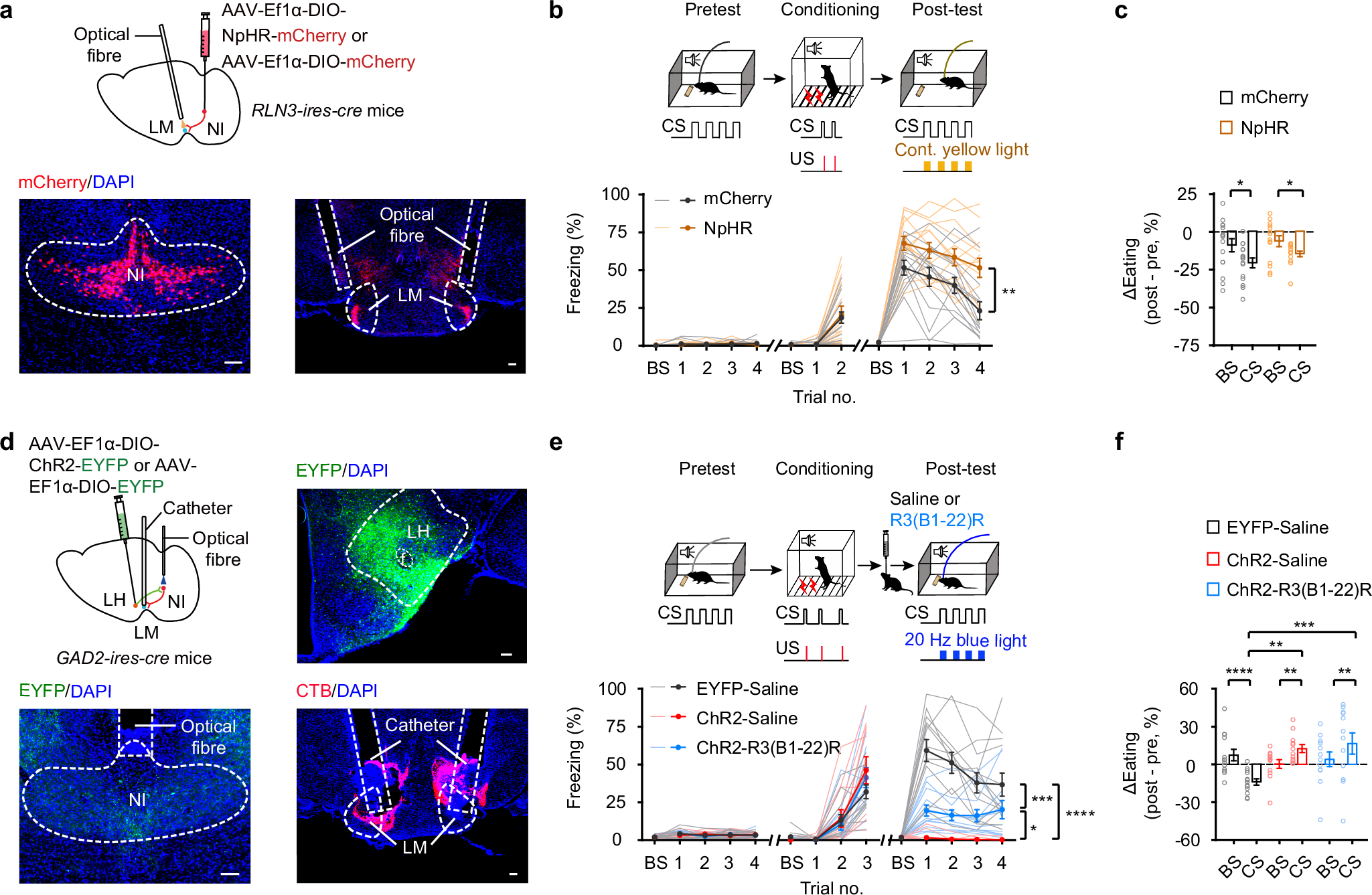 Fig. 6: NIRLN3-LM outputs- and RLN3 signaling-mediated consumption regulation of freezing.