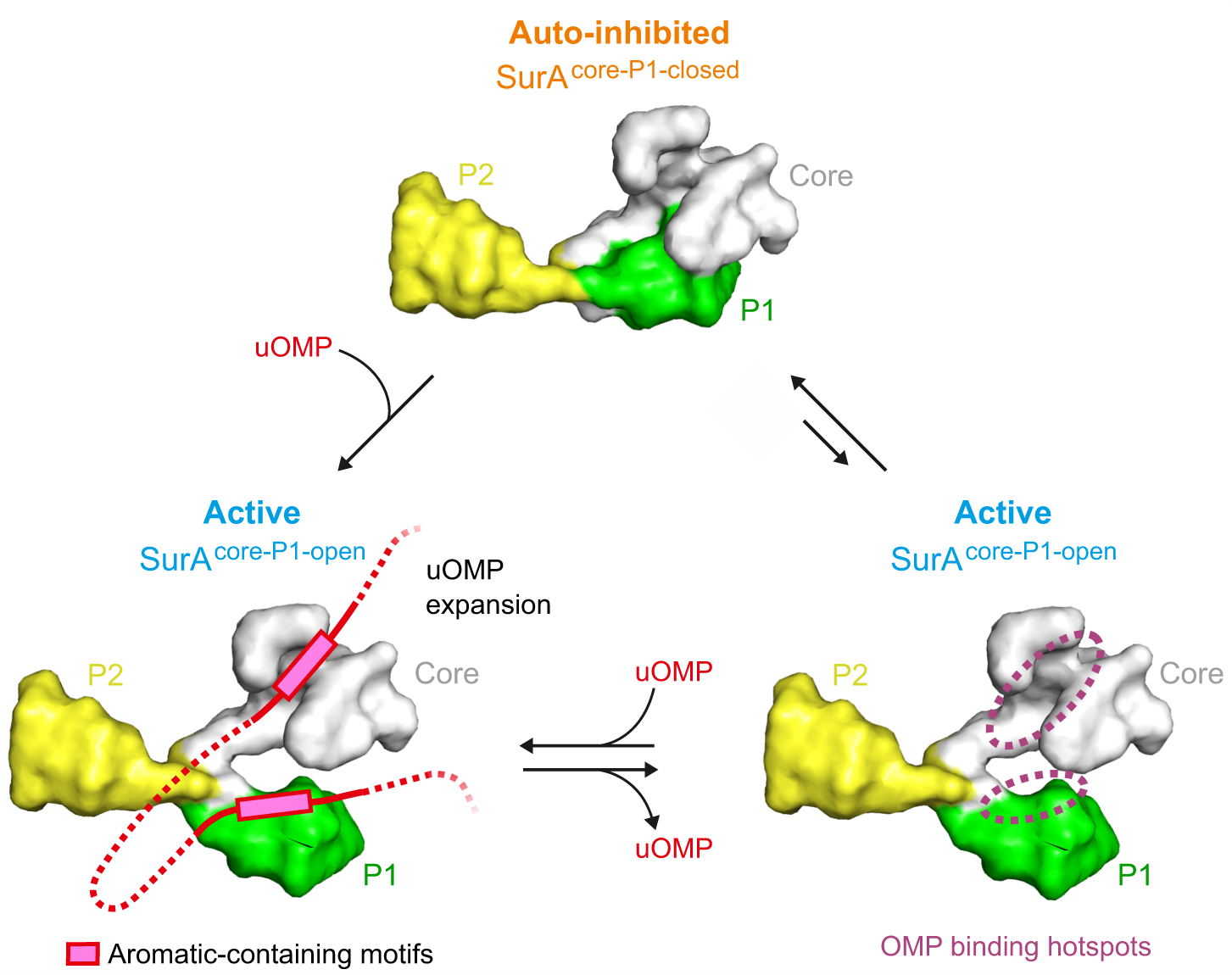 Fig. 6: Proposed activation mechanism for OMP binding to SurA.