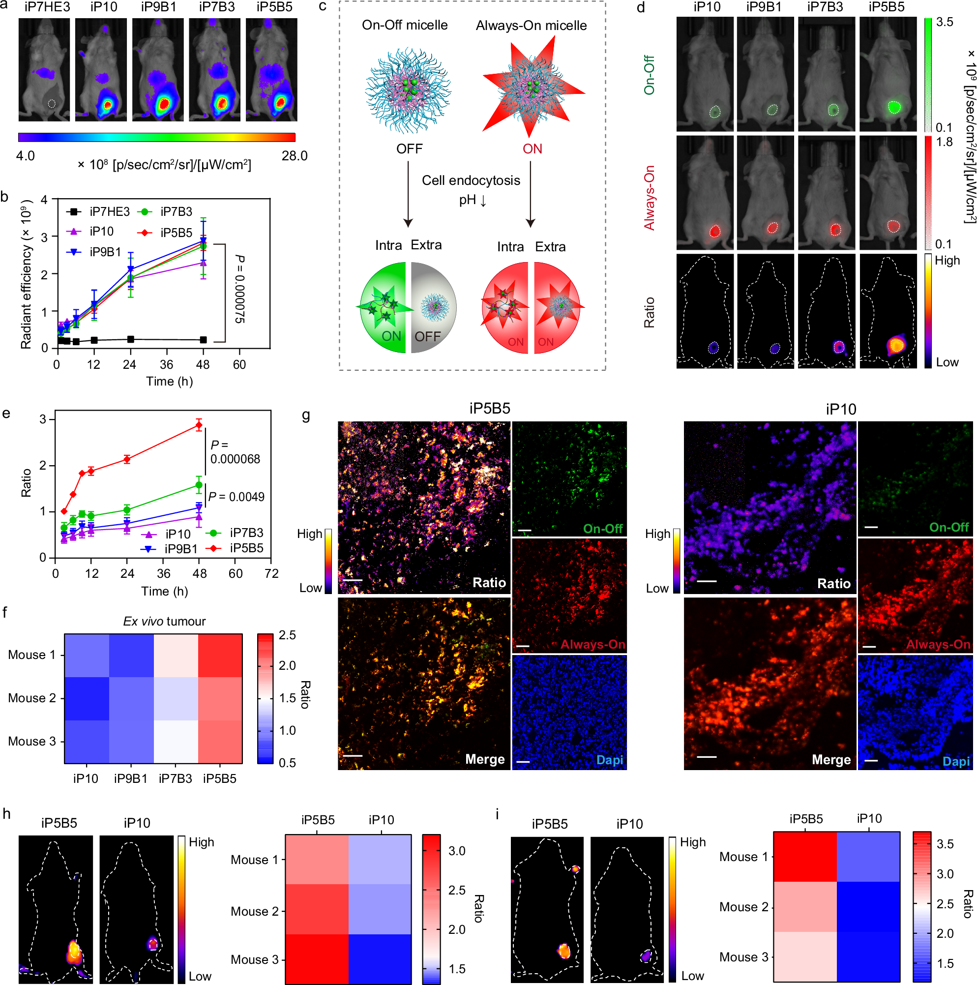 Fig. 3: In vivo imaging mechanism of HUNPs.