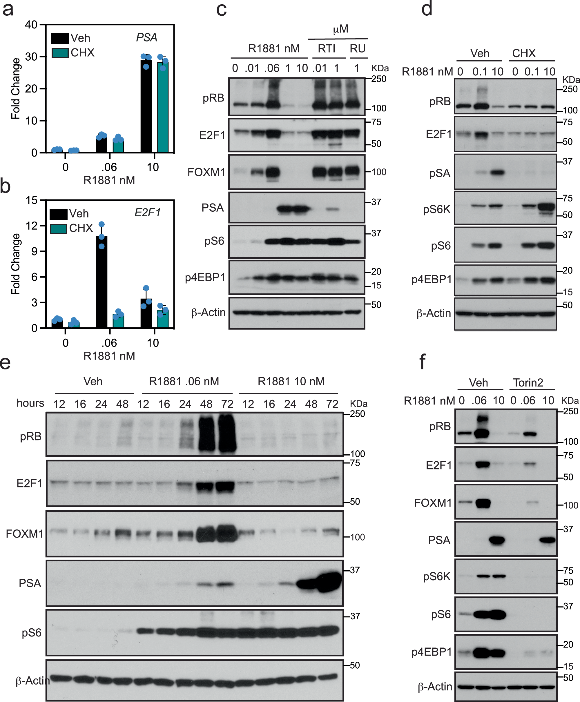 Fig. 6: AR regulated proliferation is mTOR dependent.