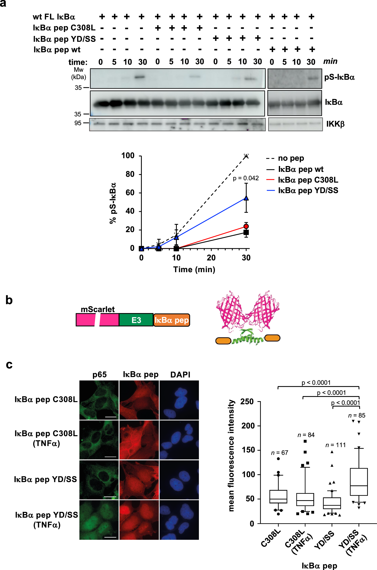 Fig. 4: Inhibition of canonical NF-κB signaling by IκBα pep.