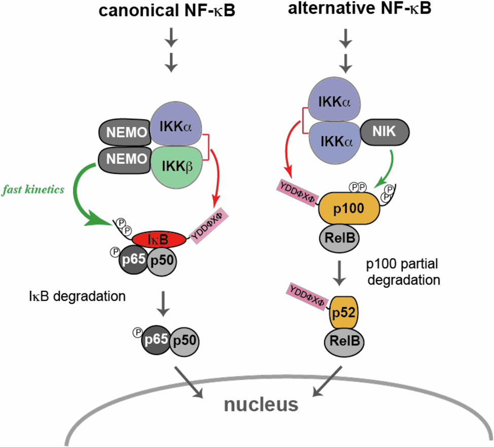Fig. 7: Illustration of known protein-protein interactions mediating substrate recruitment to IKK complexes in NF-κB signaling.