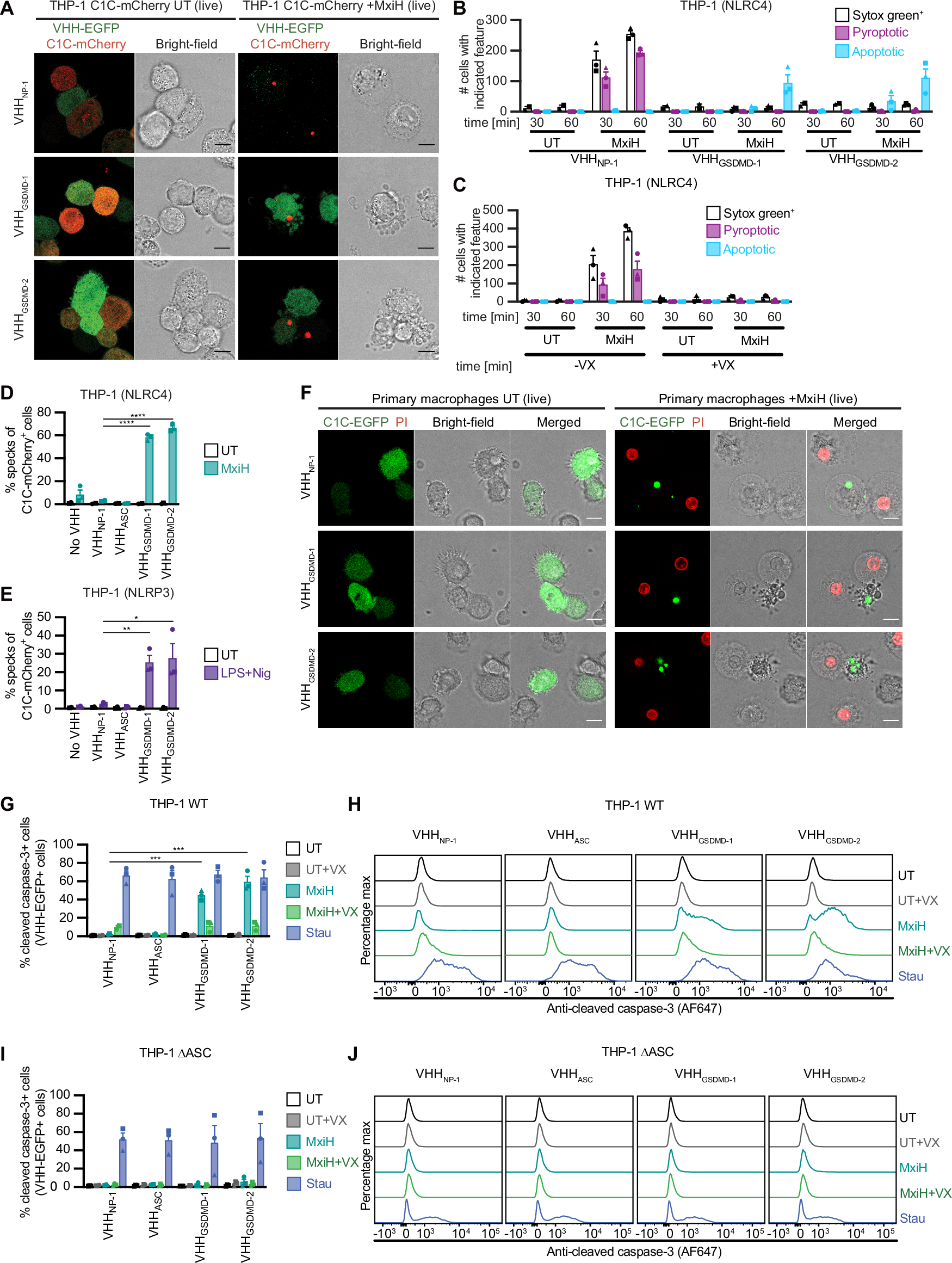 Fig. 5: Inhibition of pore formation by antagonistic GSDMD nanobodies triggers caspase-1-dependent apoptosis.