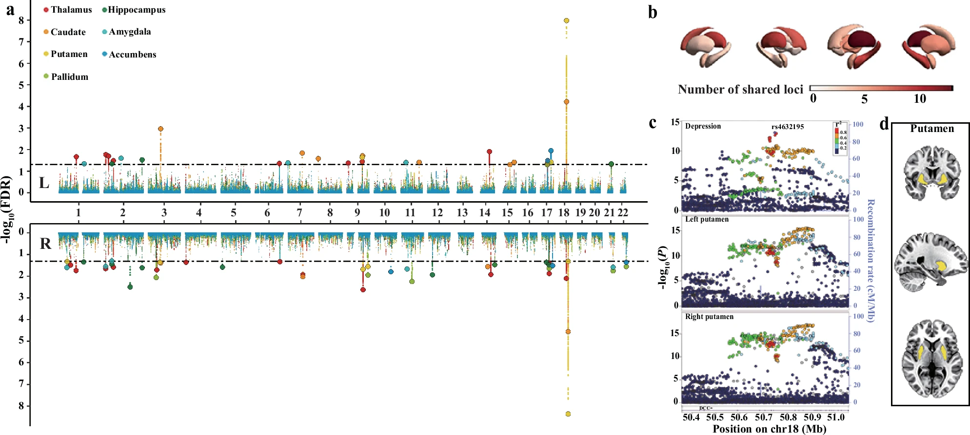 Results of loci shared between depression and subcortical volumes.