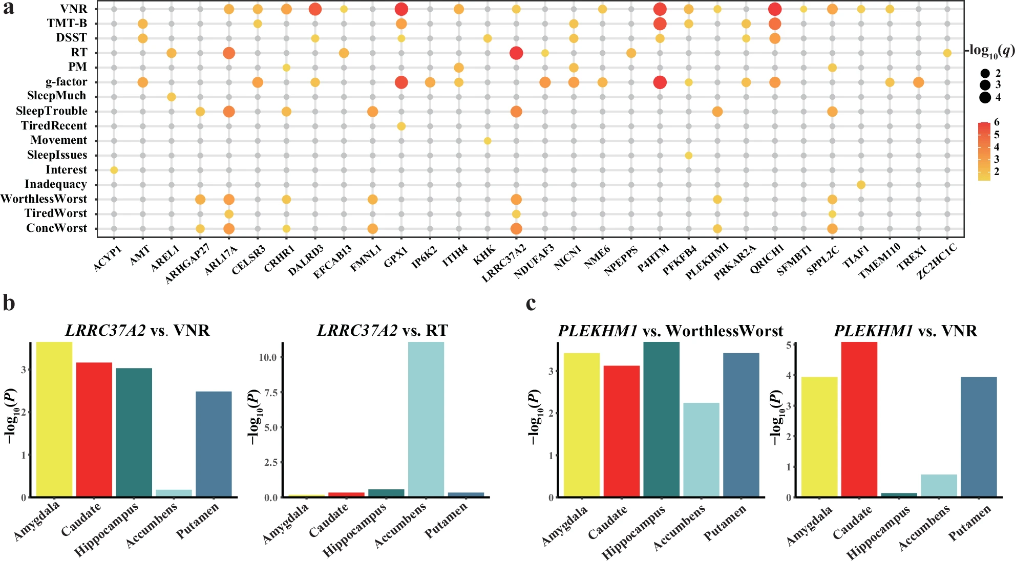 Fig. 4: Associations of the expression of shared genes in the brain with cognitive abilities and behavioral symptoms.