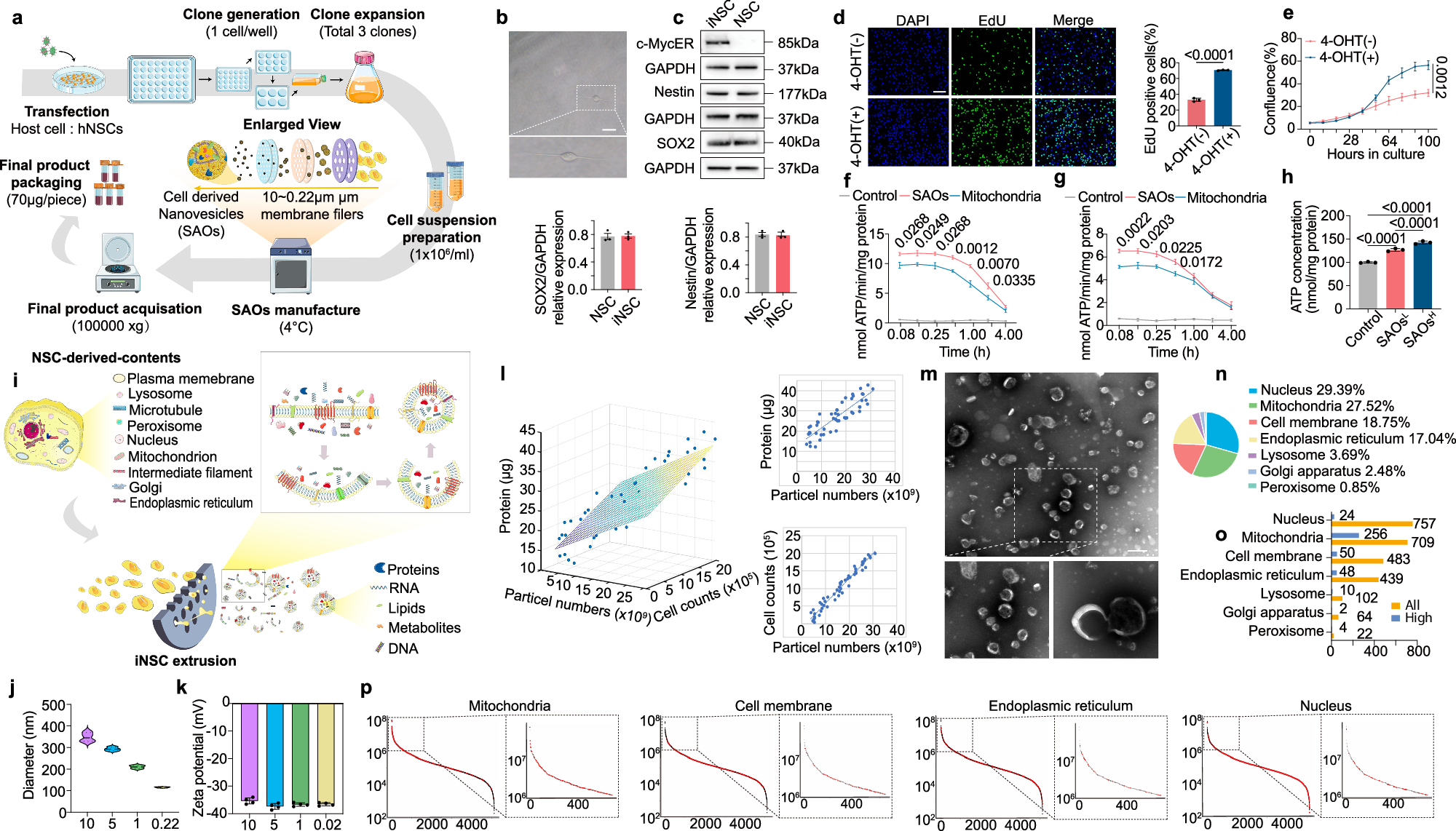 Human neural stem cell-derived artificial organelles to improve oxidative phosphorylation | Nature Communications human-neural-stem-cell-derived-artificial-organelles-to-improve-oxidative-phosphorylation-nature-communications