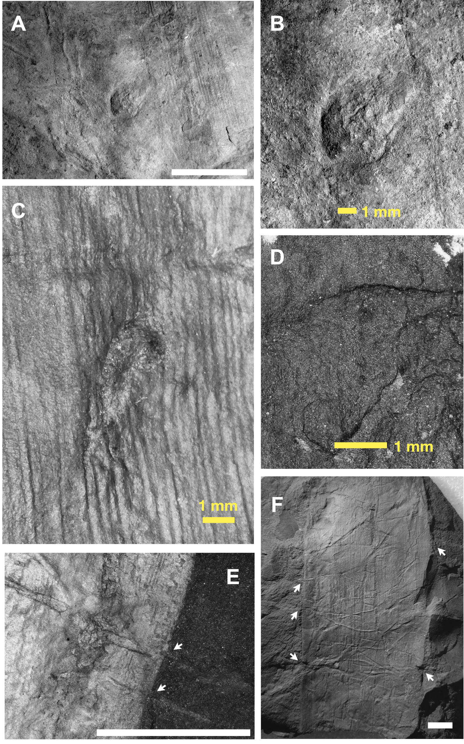 Fig. 5: Organismic interactions preserved in the Wamsutta Formation.