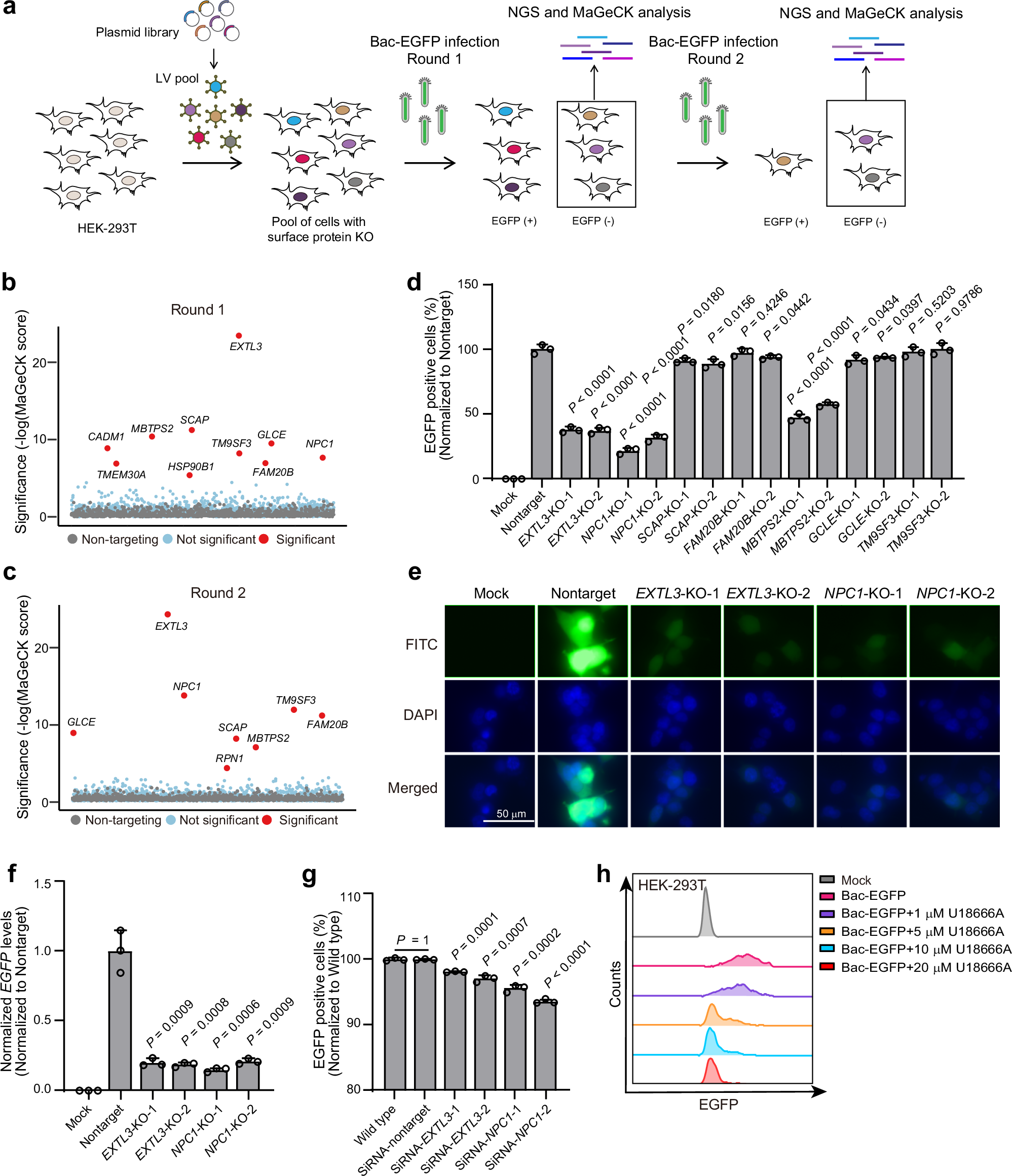 Fig. 1: Identification of NPC1 and EXTL3 as baculovirus host factors in HEK-293T.