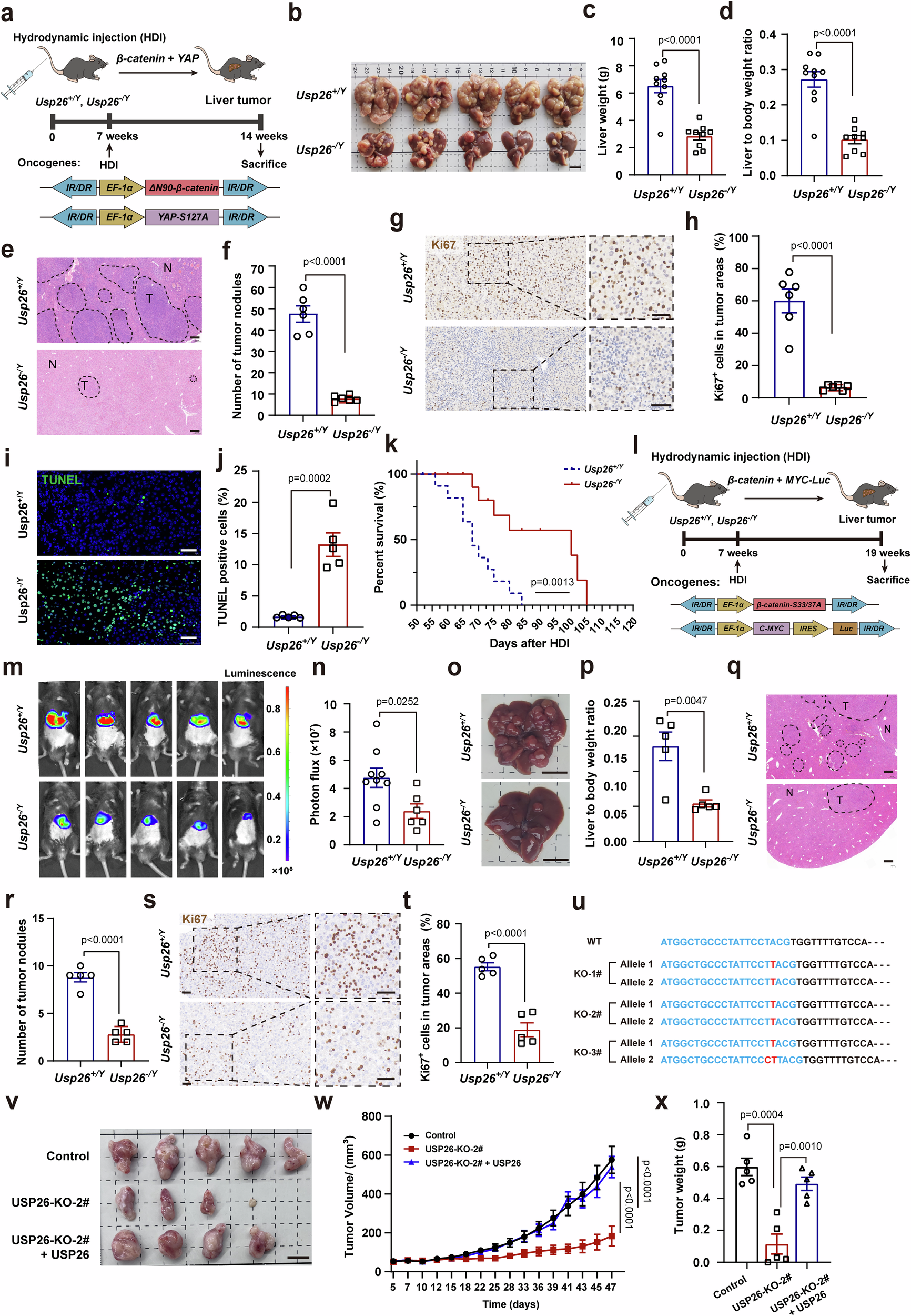 Fig. 3: USP26 deficiency blocks hepatocellular carcinogenesis in mice.